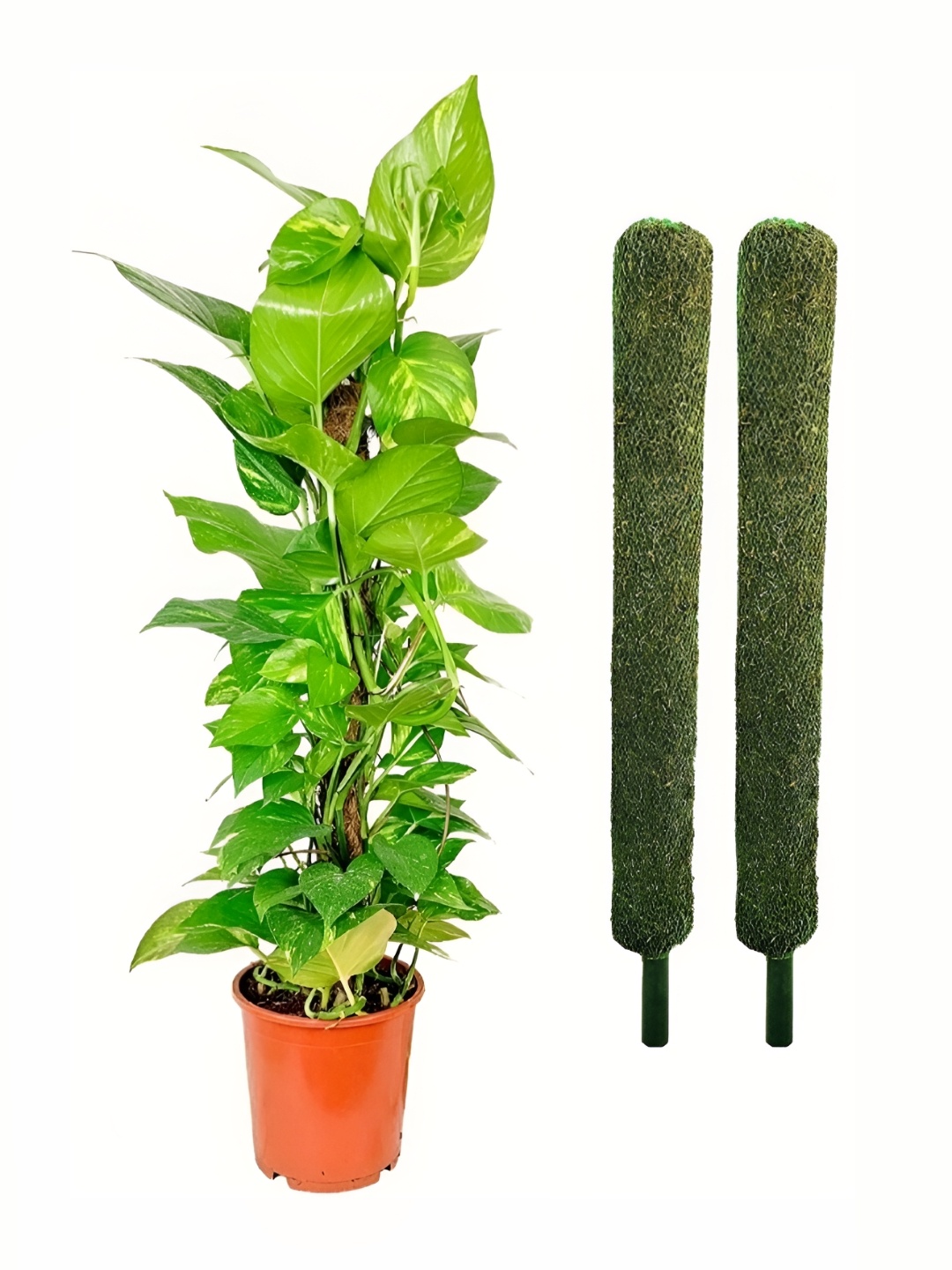 

AGAMI SK Fashion Green 2 Pieces Planters