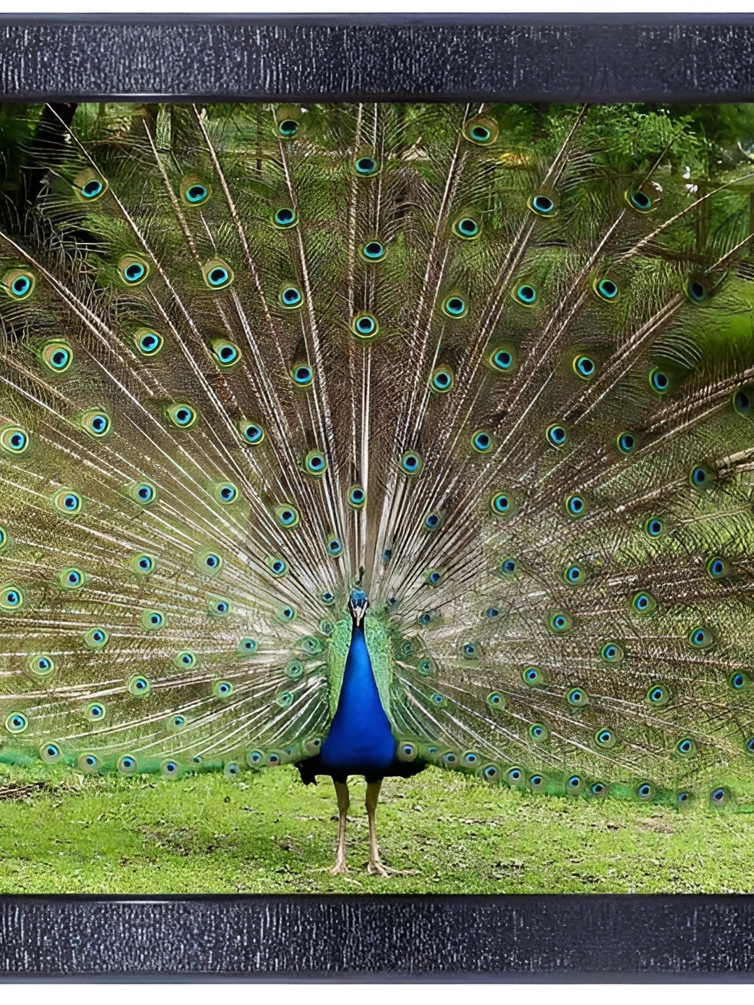 PnF Black & Blue Peacock Wooden Painting Wall Art