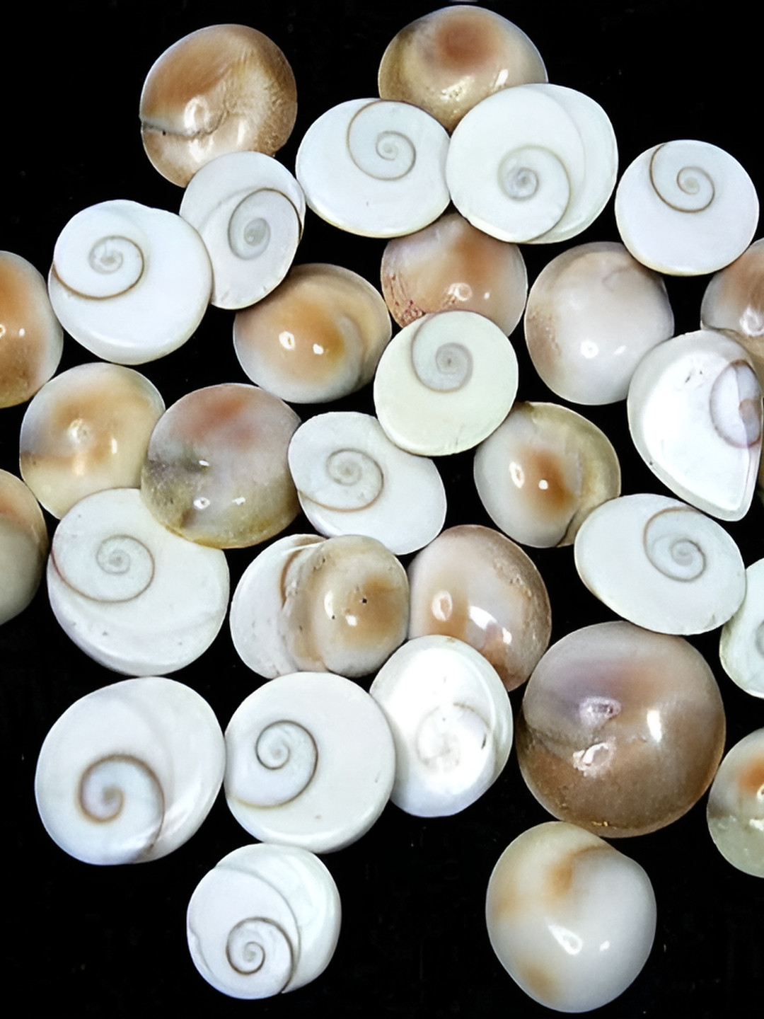 

Navyaksh White Metal Gomti Chakra Showpiece