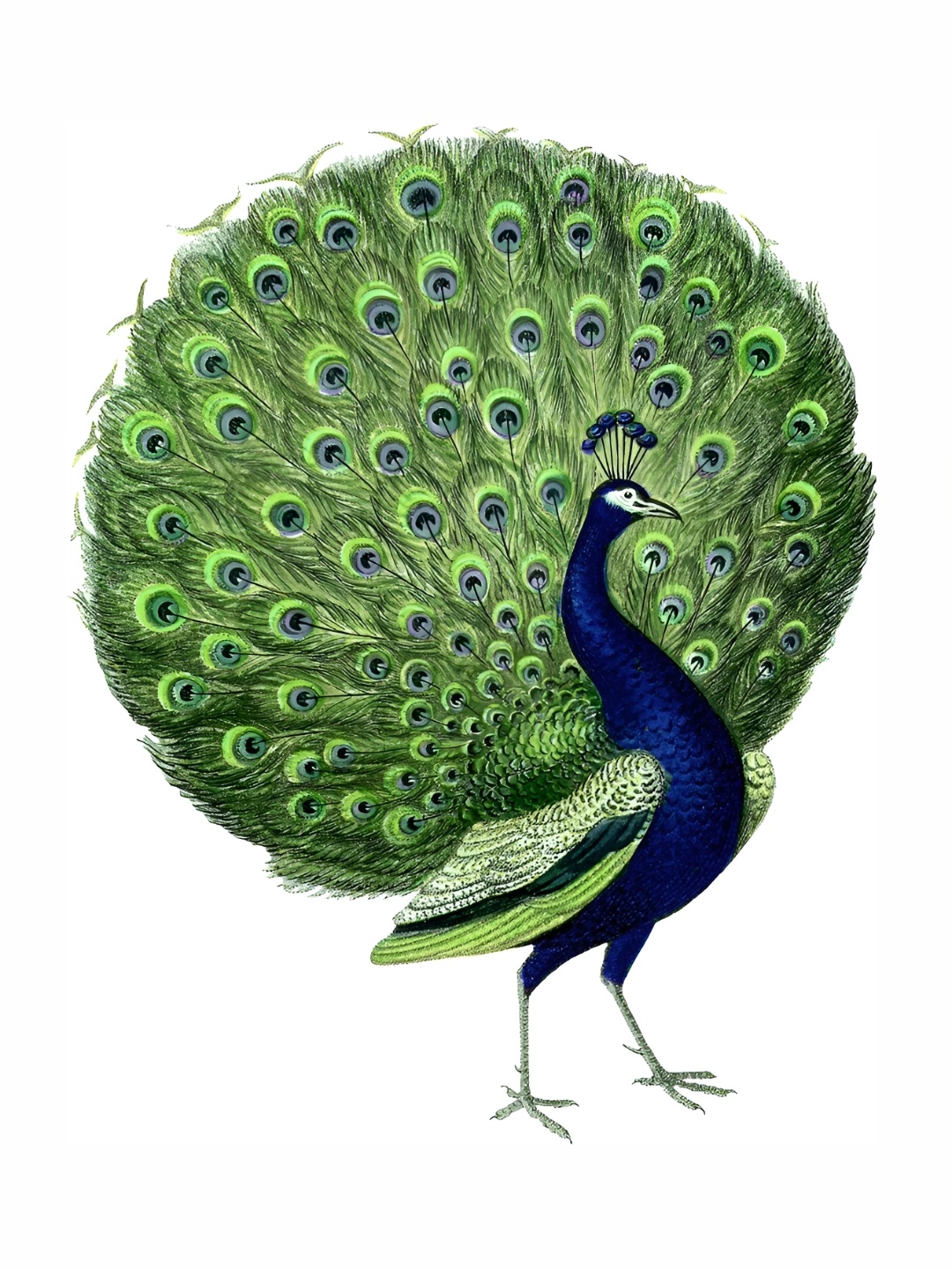 

Aquire Green & Blue Printed Self-Adhesive Wall Stickers