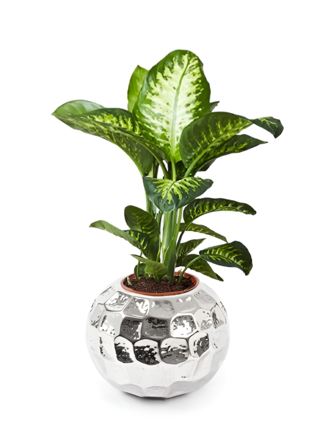 

USHA SHRIRAM Stainless Steel Flower Pot 12L