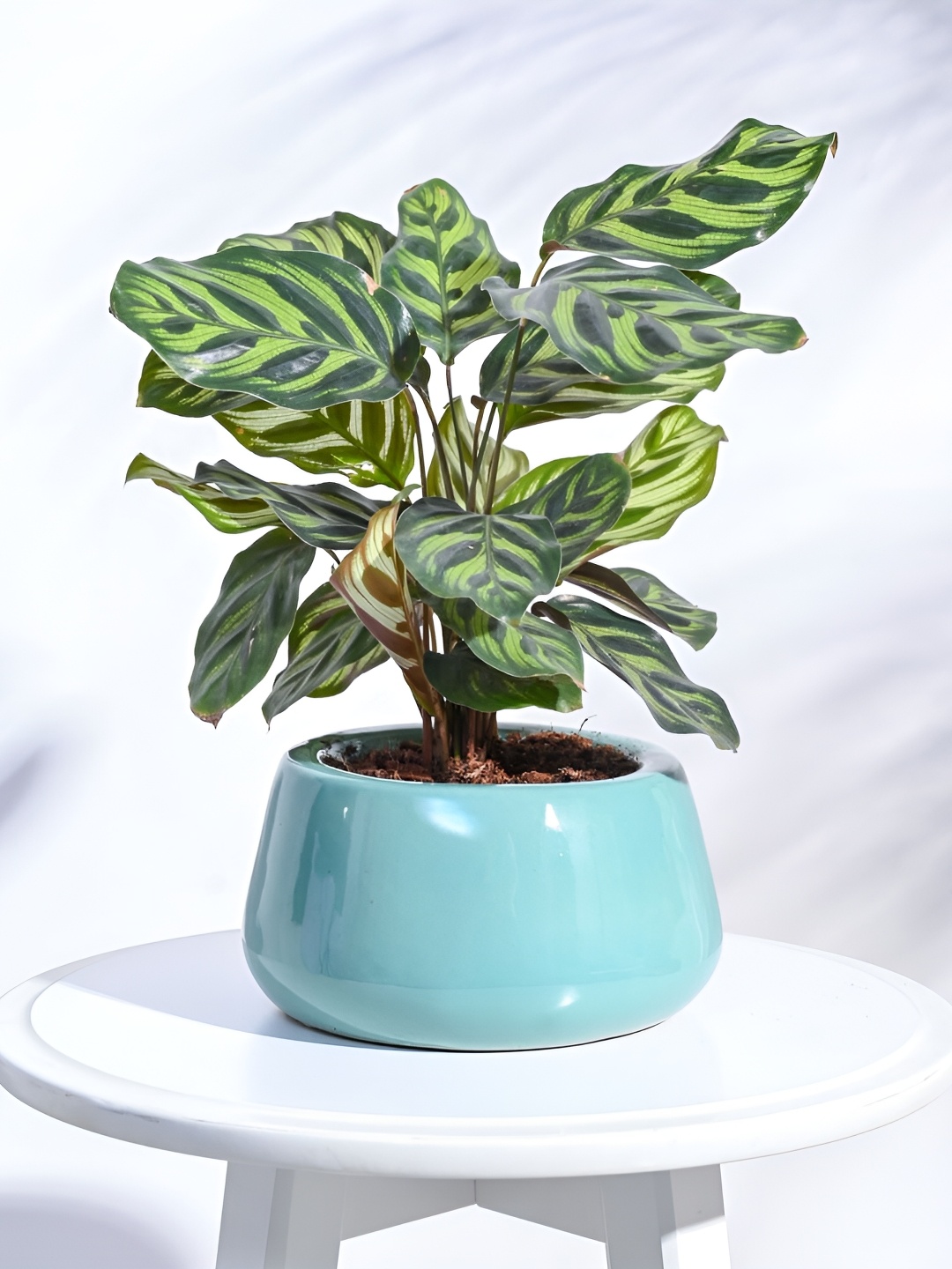

UGAOO Aqua Green Tulip Fantasy Ceramic Pot