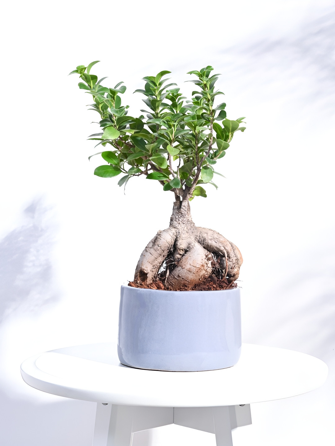 

UGAOO Grey Lilac Stories Ceramic Pot