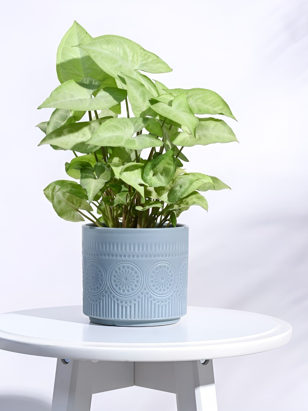 

UGAOO Sea Green Textured Ceramic Pot