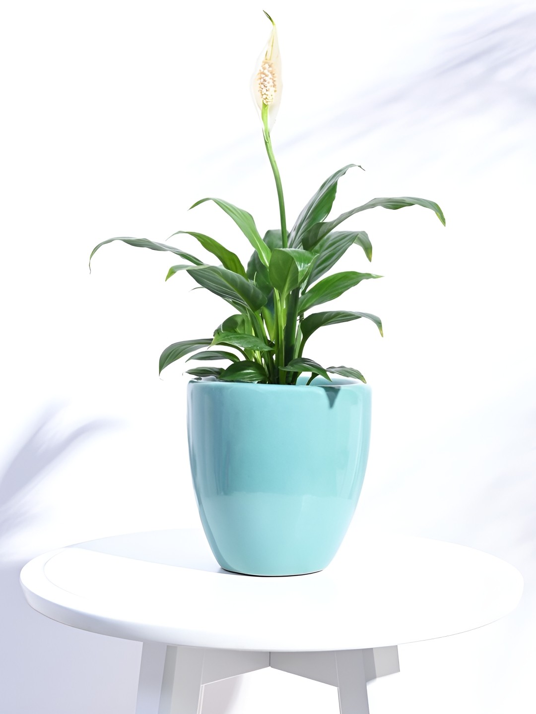 

UGAOO Aqua Green Natures Hum Ceramic Pot
