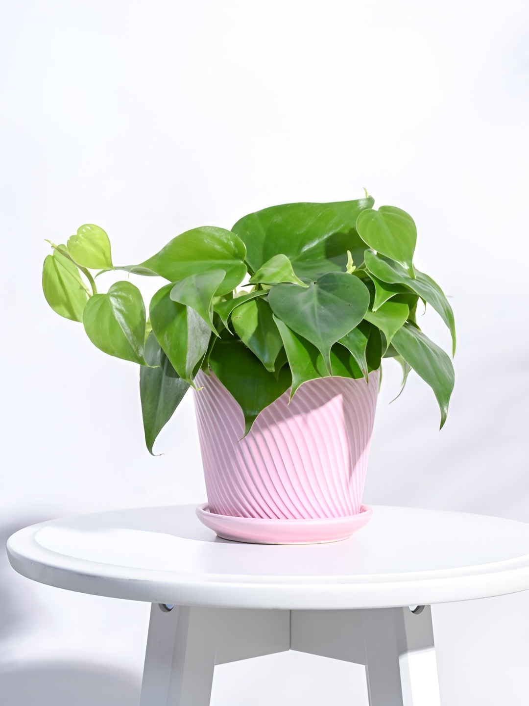 

UGAOO Spiro Crepe Pink Textured Ceramic Planter