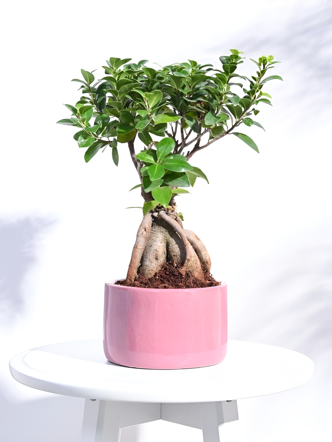 

UGAOO Lilac Stories Light Magenta Ceramic Planter