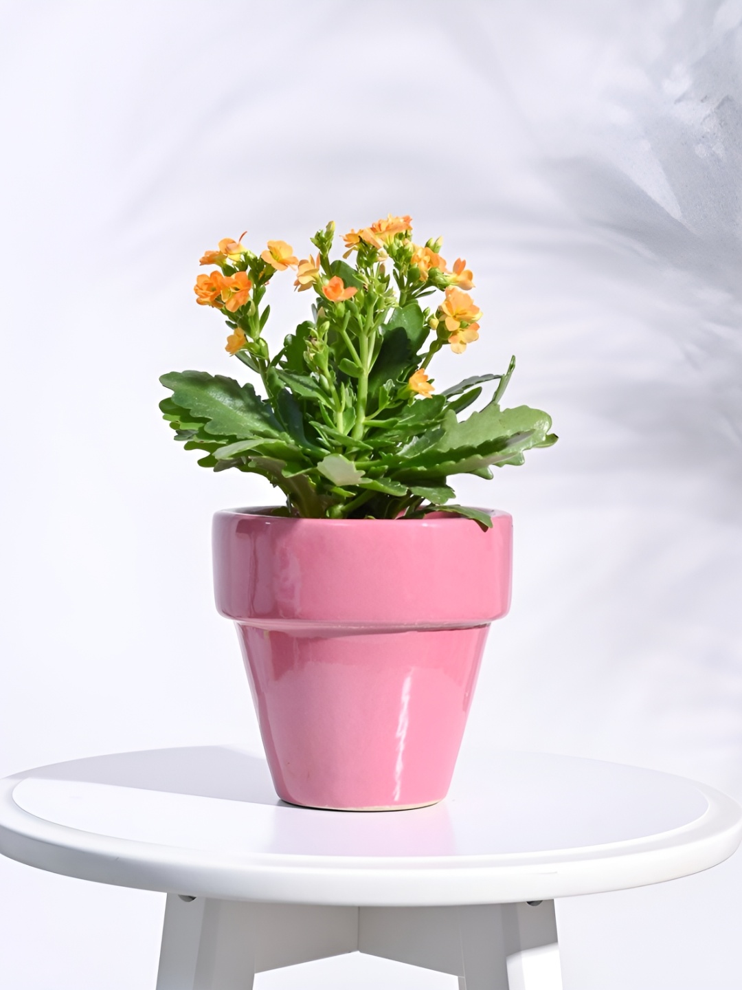 

UGAOO Magenta The Dream Ceramic Pot