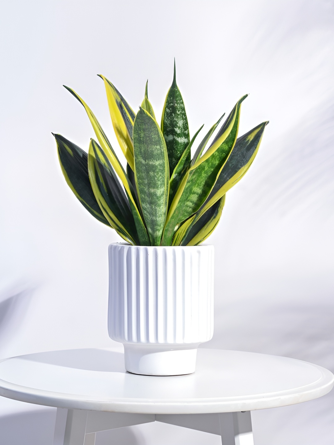 

UGAOO White Textured Ceramic Pot