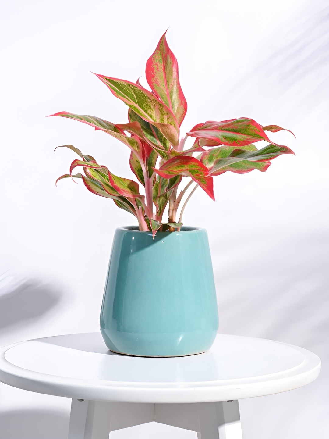 

UGAOO Tulip Fantasy Green Round Ceramic Planter