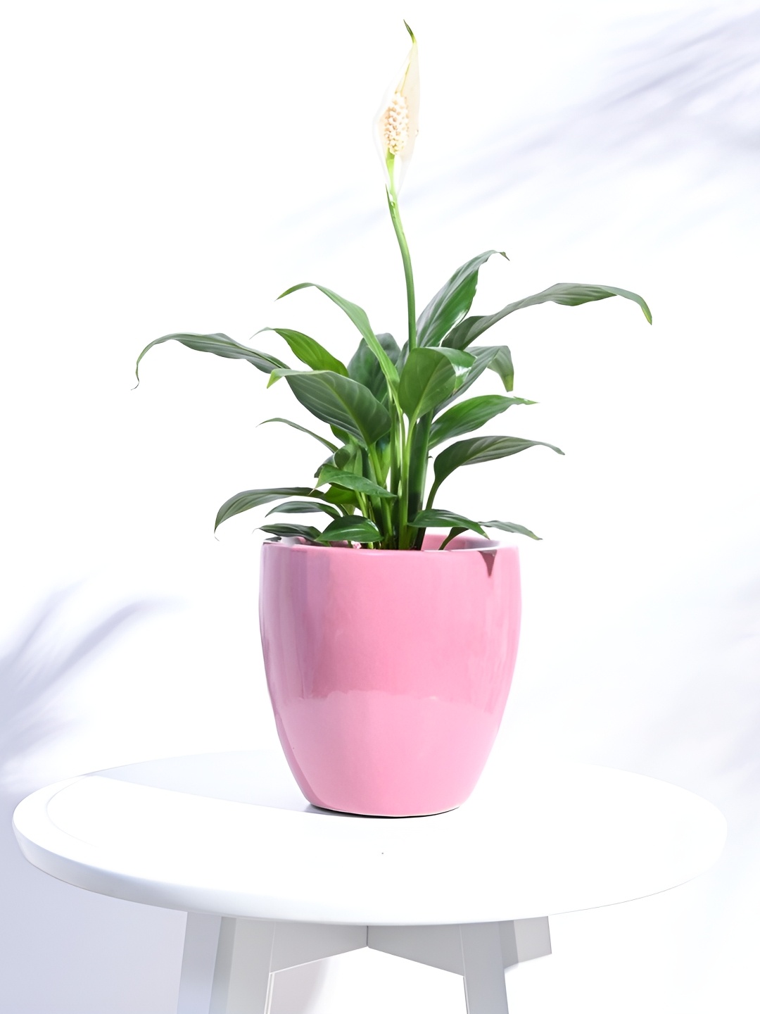 

UGAOO Natures Hum Ceramic Planter, Pink