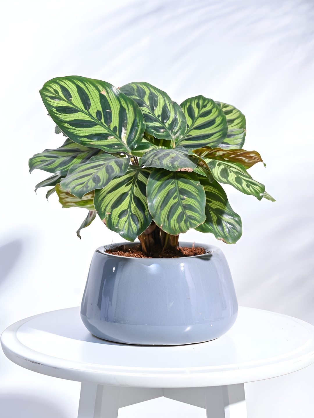 

UGAOO Tulip Fantasy Grey Ceramic Planter