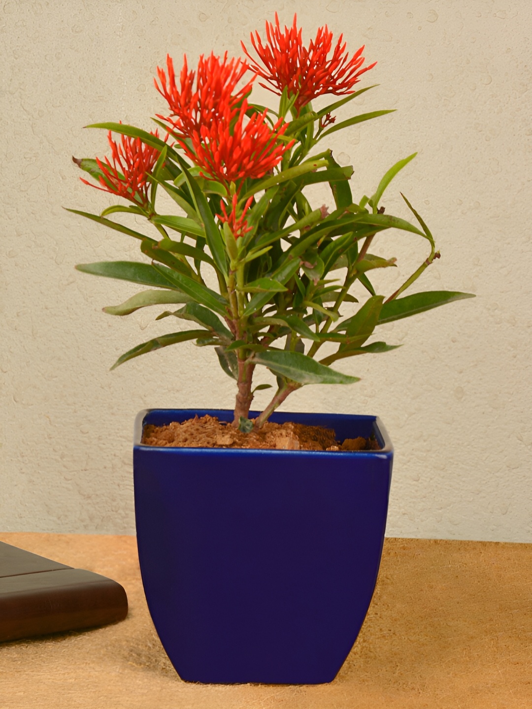 

StyleMyWay Blue Square Shaped Ceramic Flower Planter