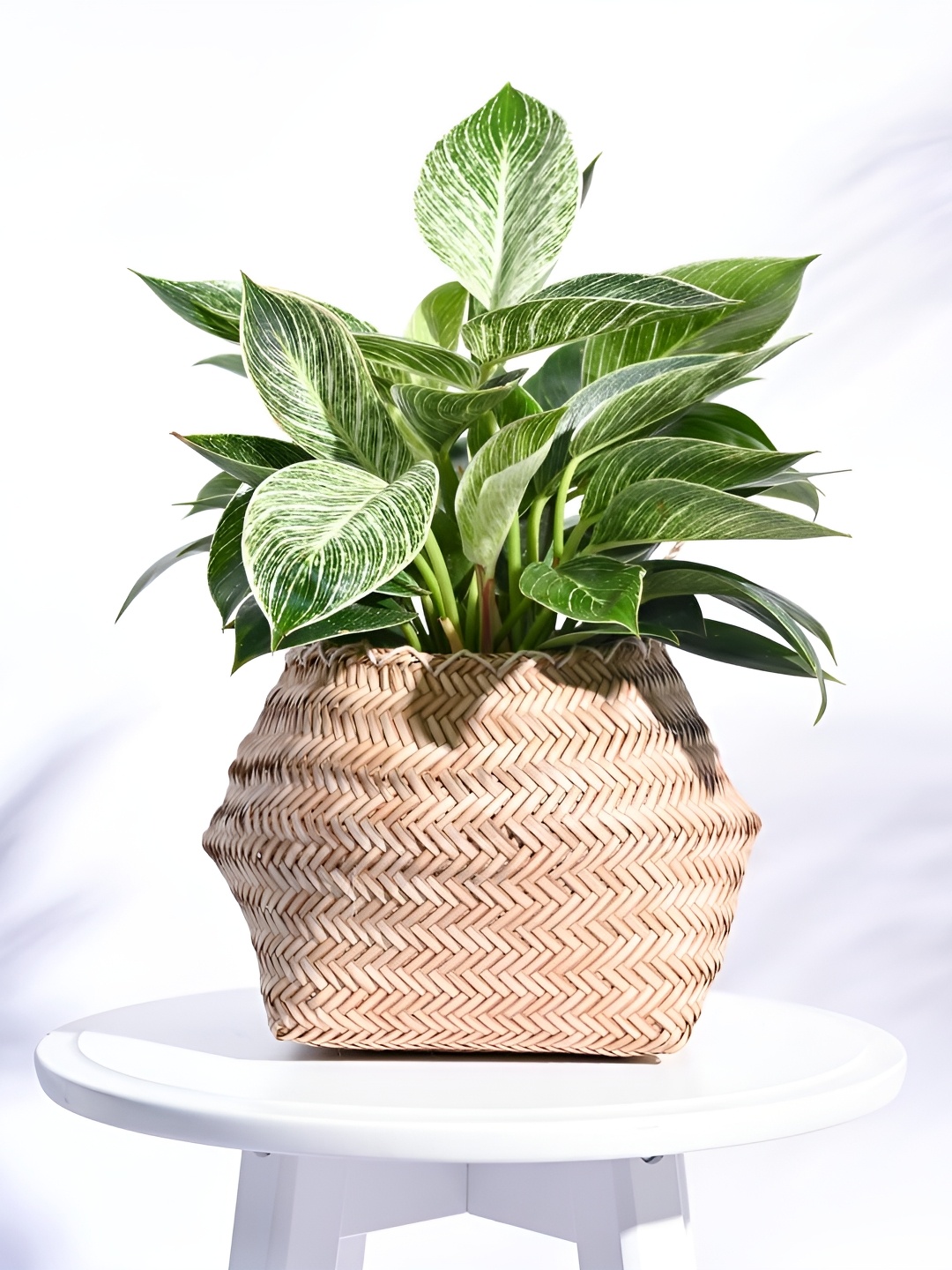 

UGAOO Sitalpati Brown Wooden Planter