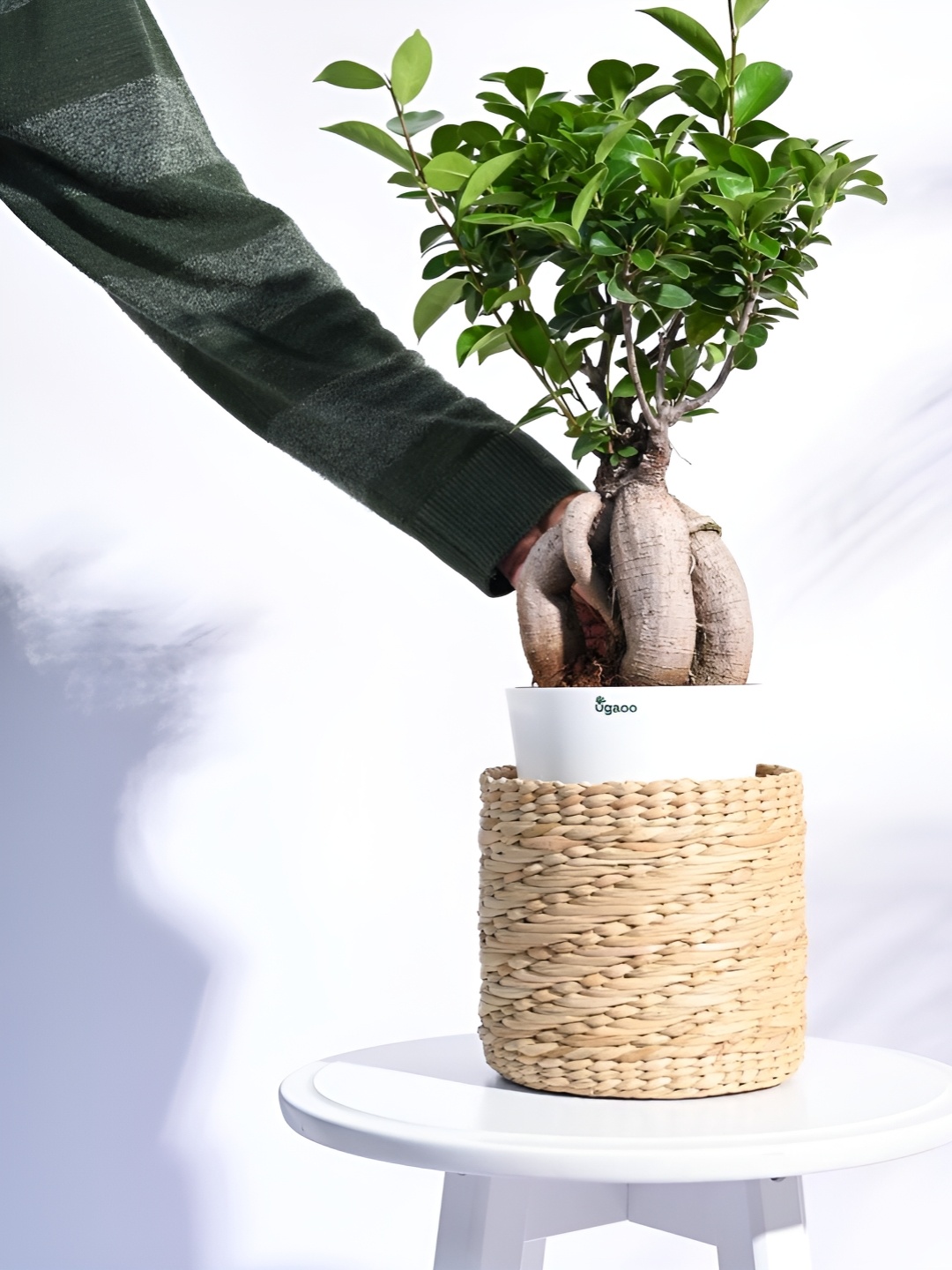 

UGAOO Kauna Grass Brown Wooden Planter