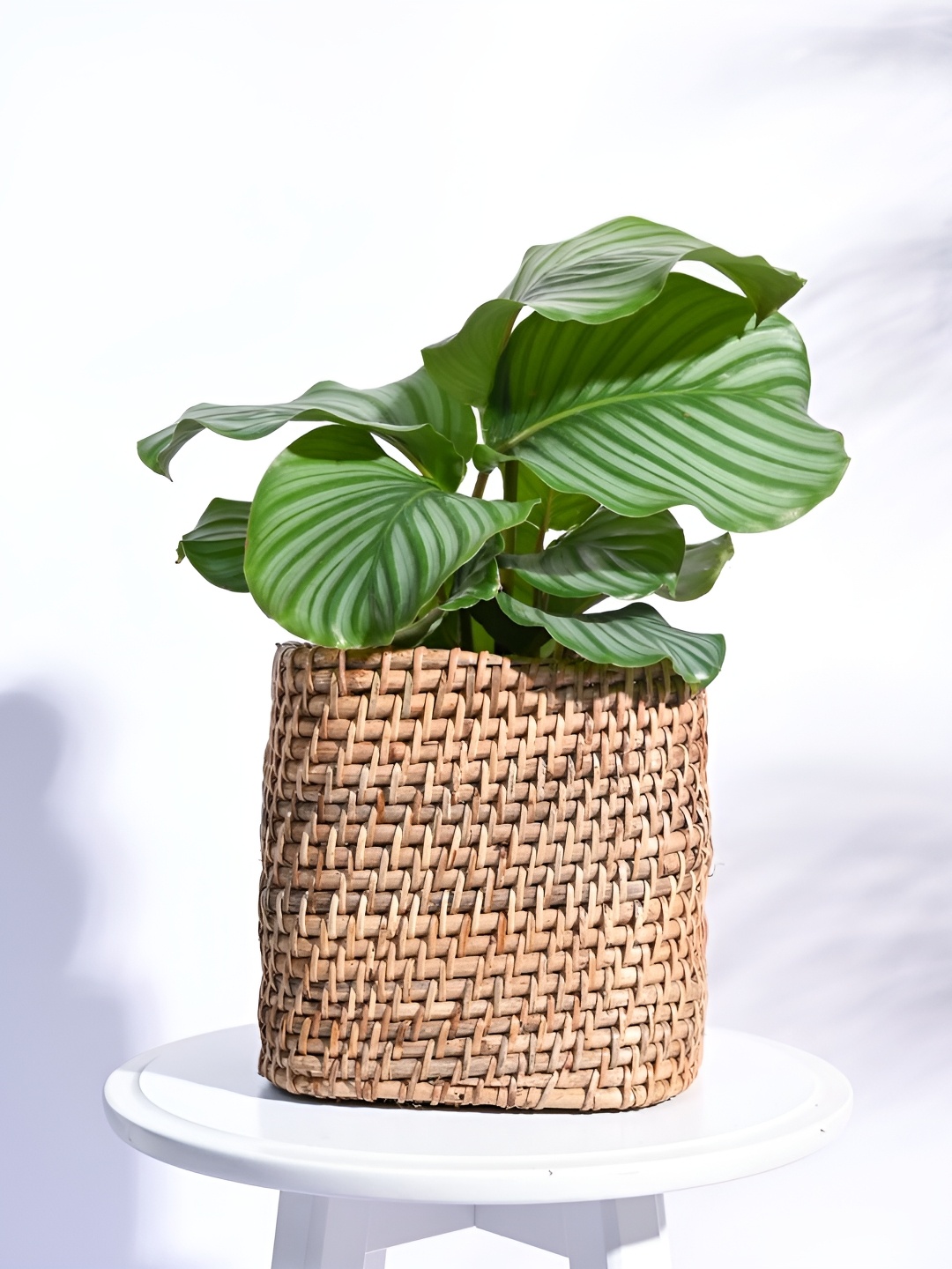 

UGAOO Square Cane Brown Textured Wooden Planter