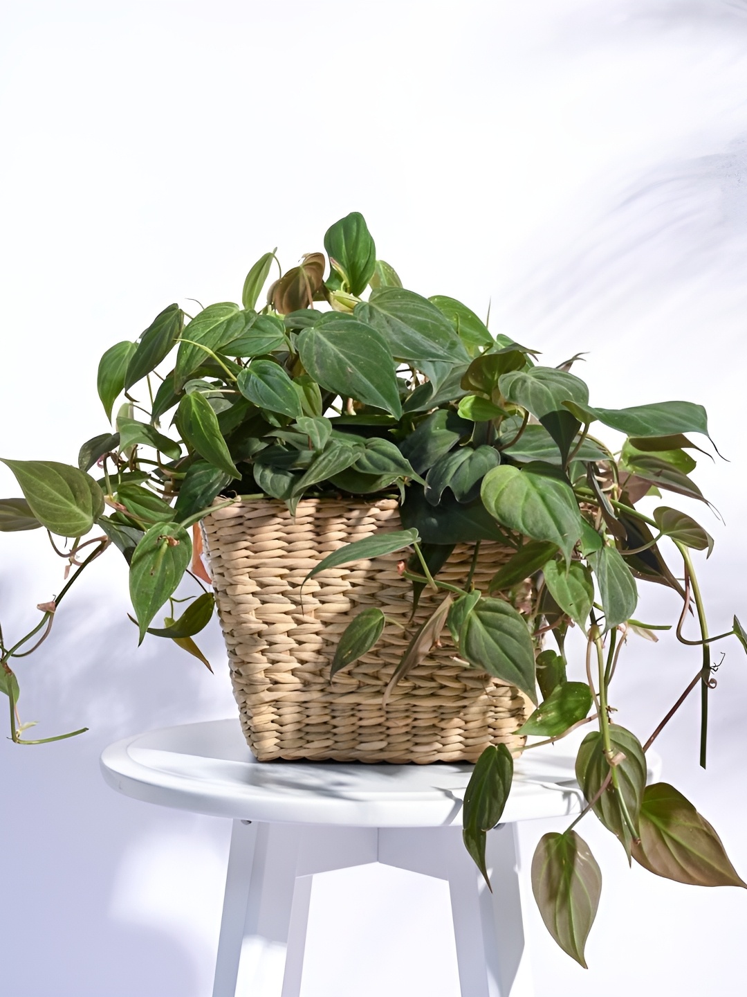 

UGAOO Seagrass Brown Wooden Planter