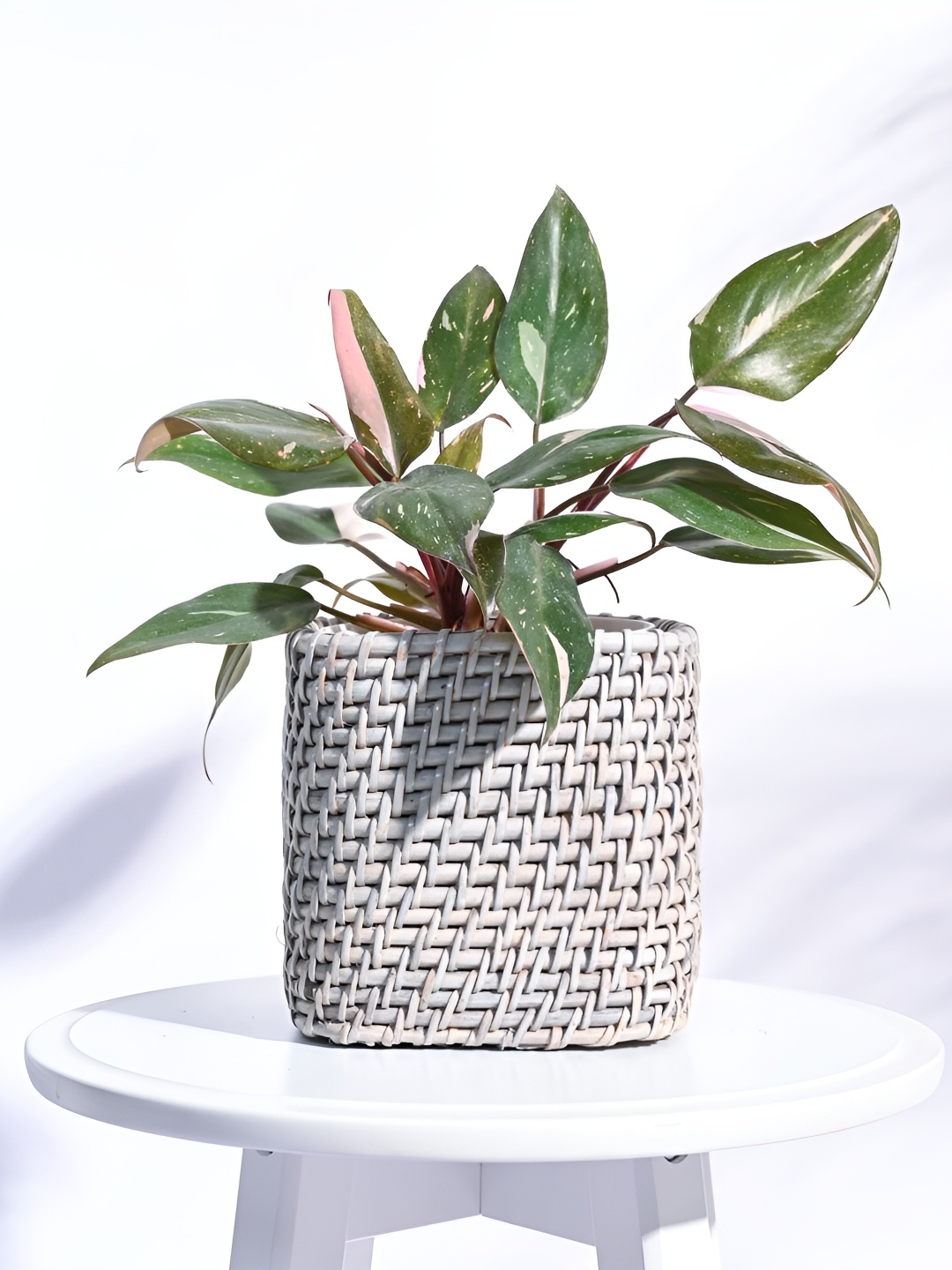

UGAOO Square Cane Grey Textured Wooden Planter