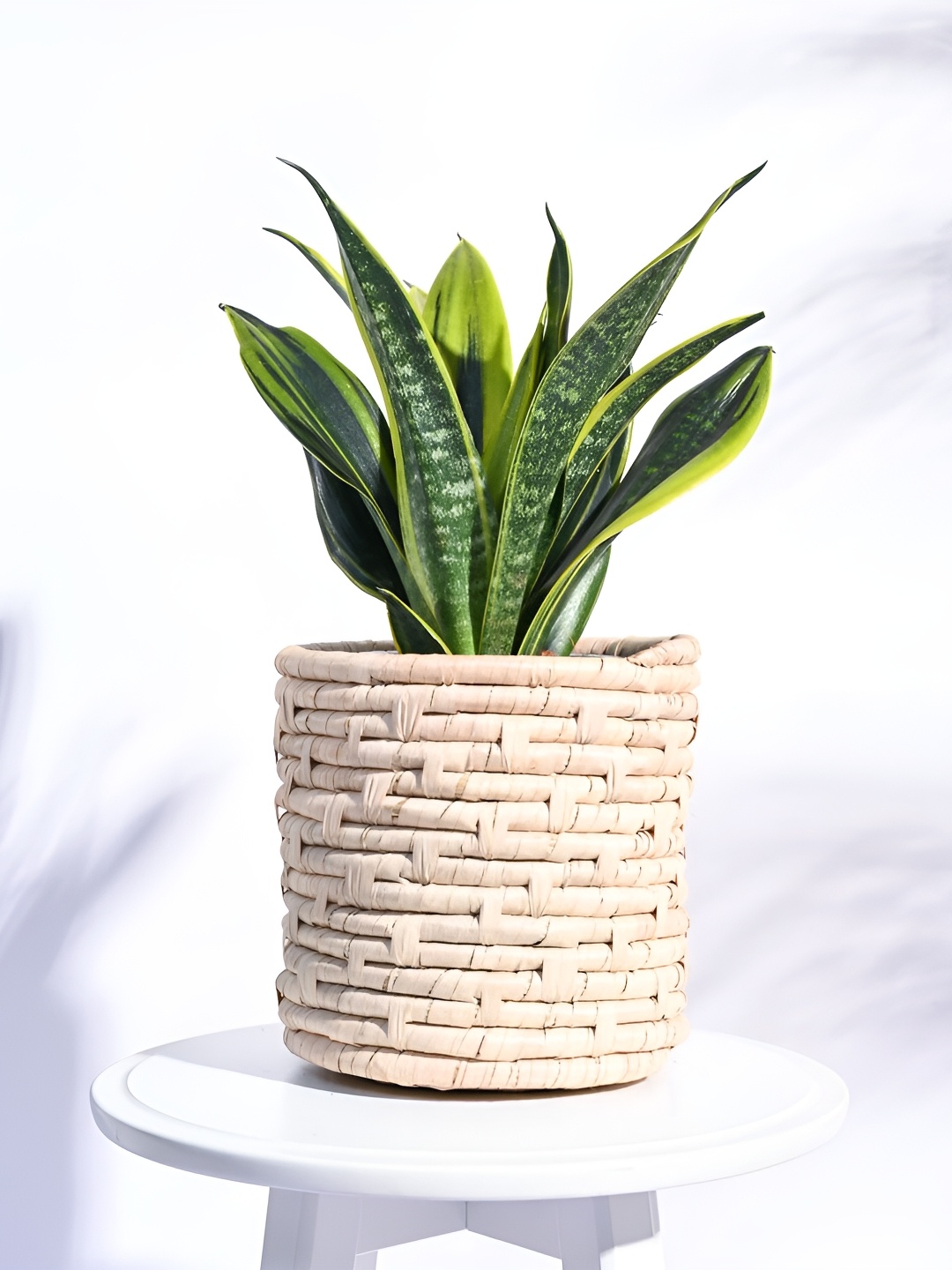 

UGAOO Palm Leaf Brown Textured Wooden Planter