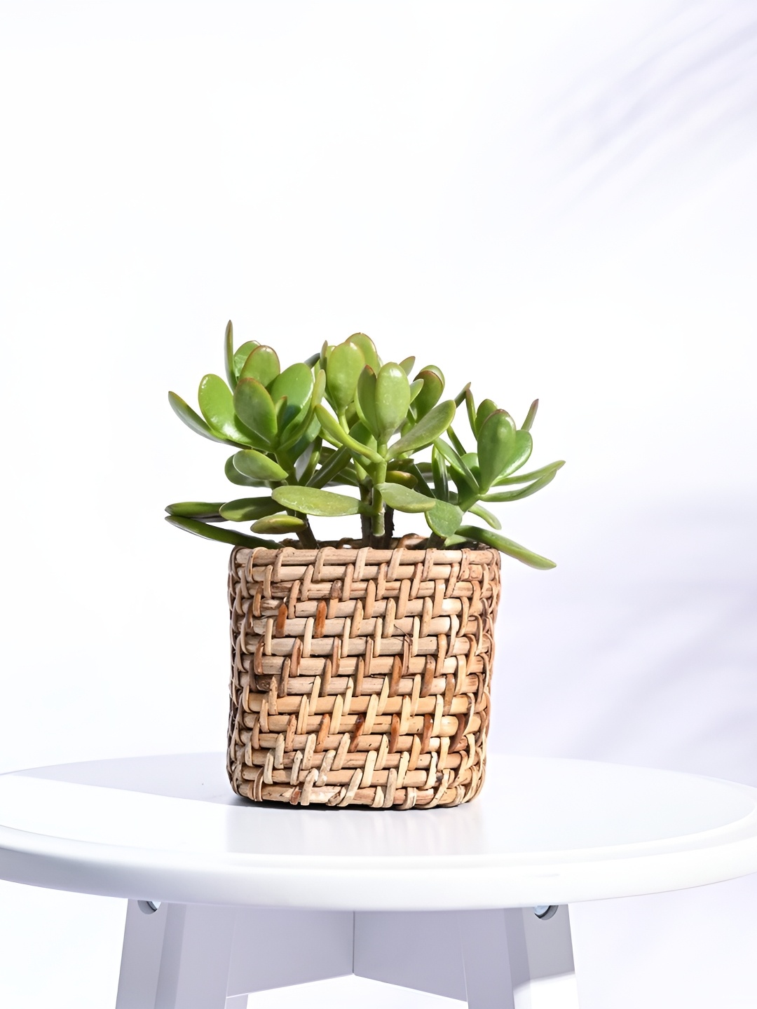 

UGAOO Brown Textured Square Wooden Planter