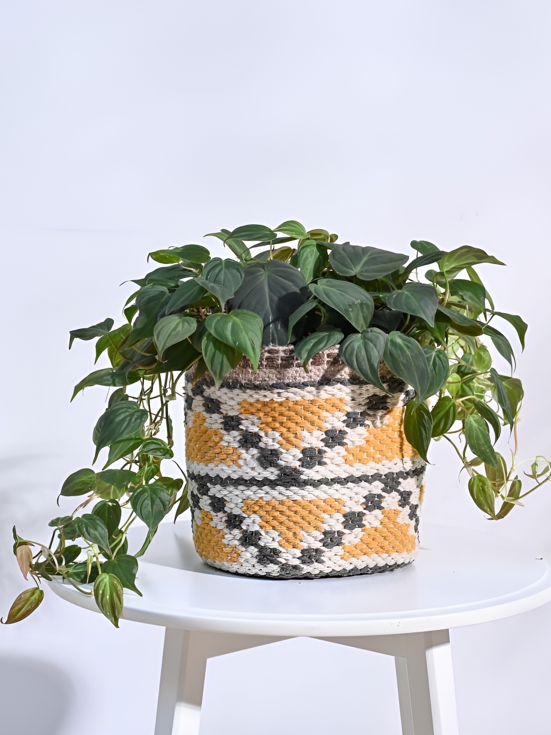

UGAOO Yellow & White Pahaadi Cotton Planter