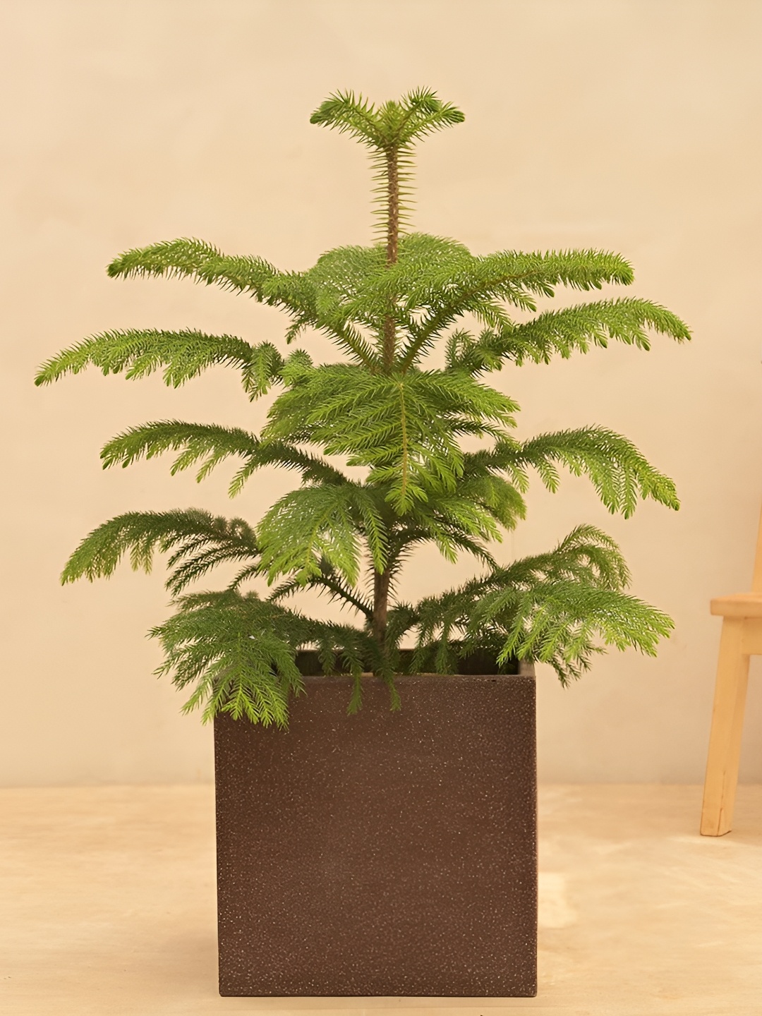 

UGAOO Brown Textured Square Planter