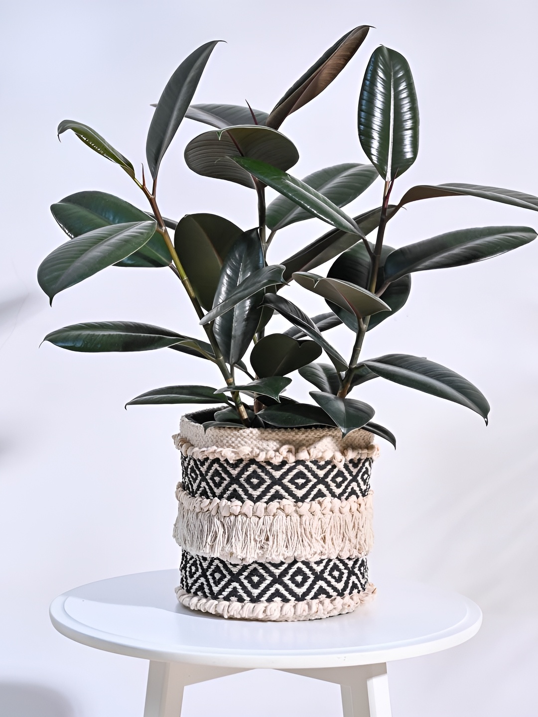 

UGAOO Beige & Black Self Designed Cotton Planter