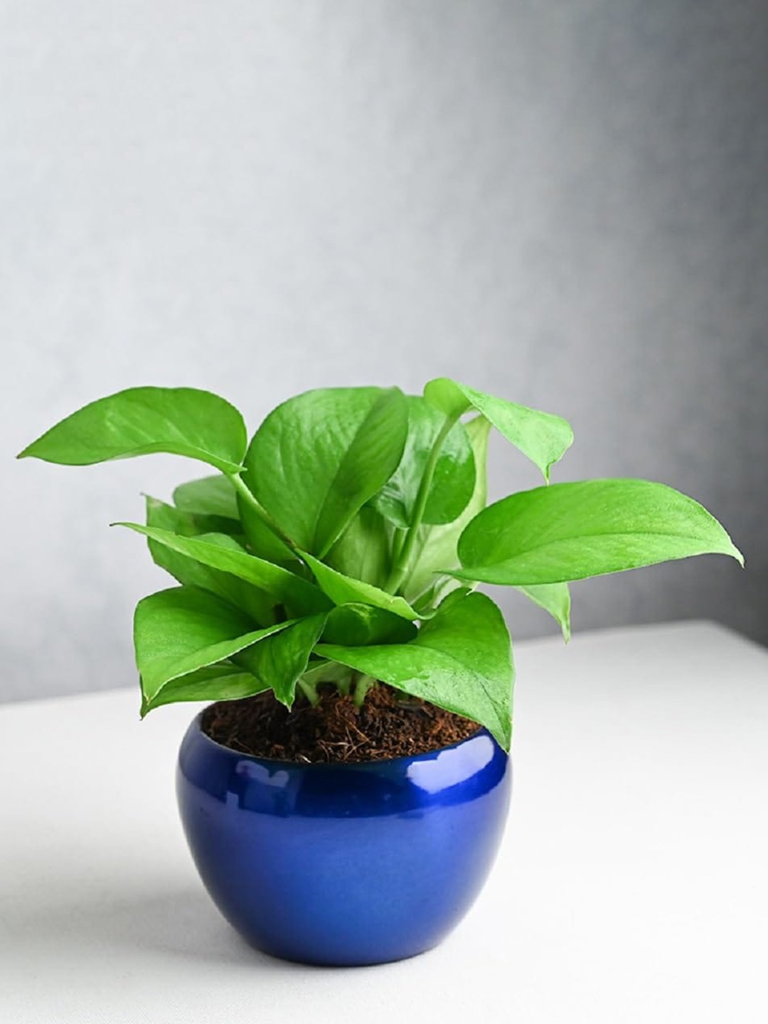 

Floweraura Blue and Green Air Purifying Money Indoor Plant With Pot