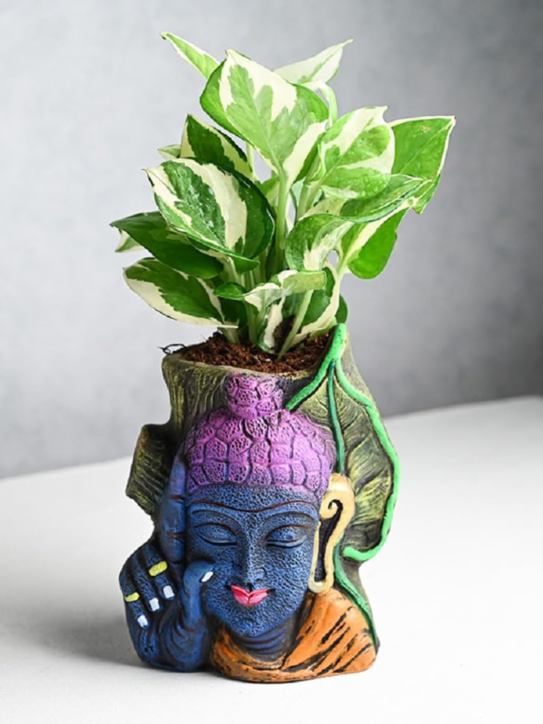 

Floweraura Green and Purple Air Purifying Indoor Live Plants