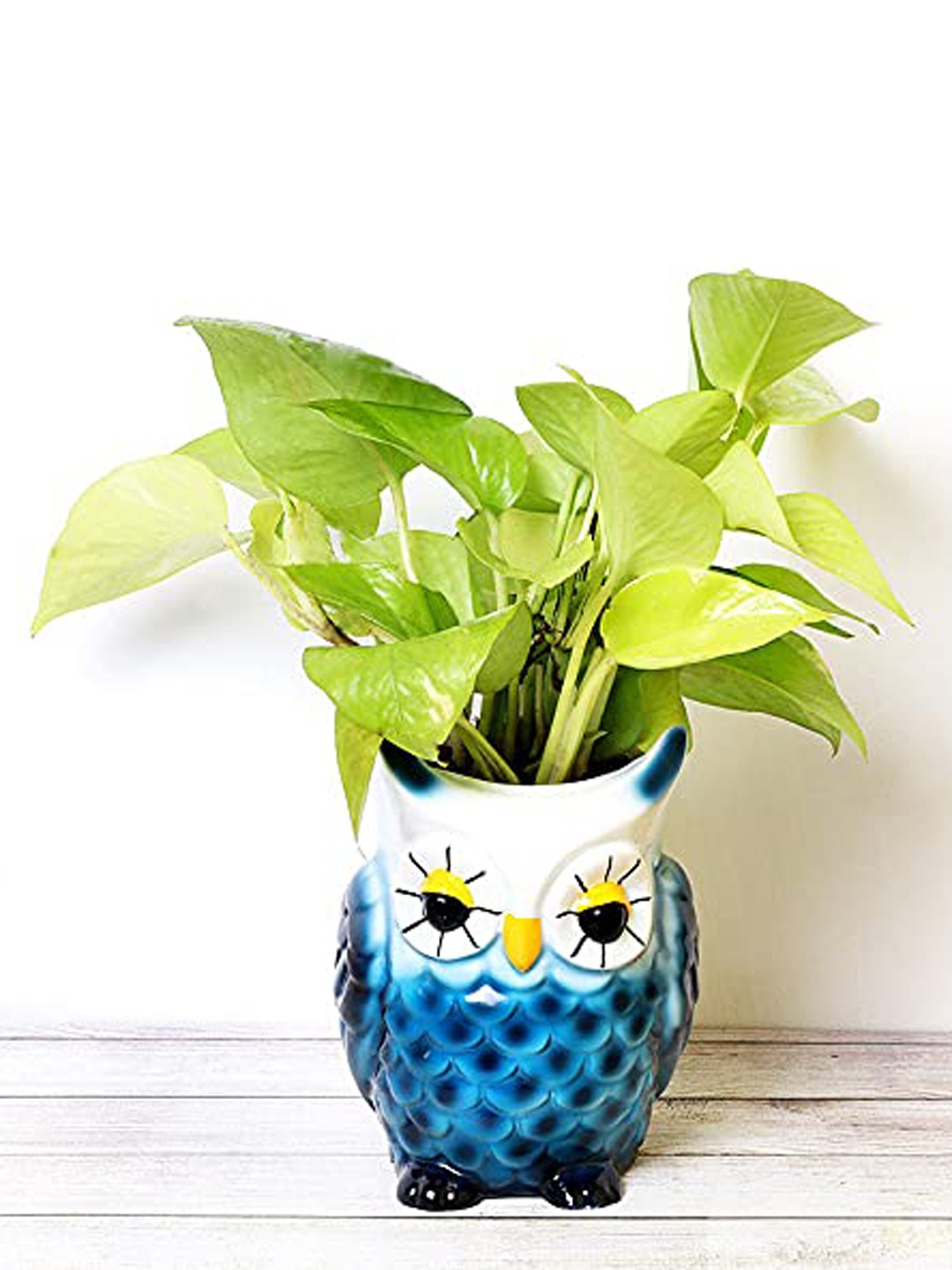 

Floweraura Green and Blue Indoor Money Plant With Pot