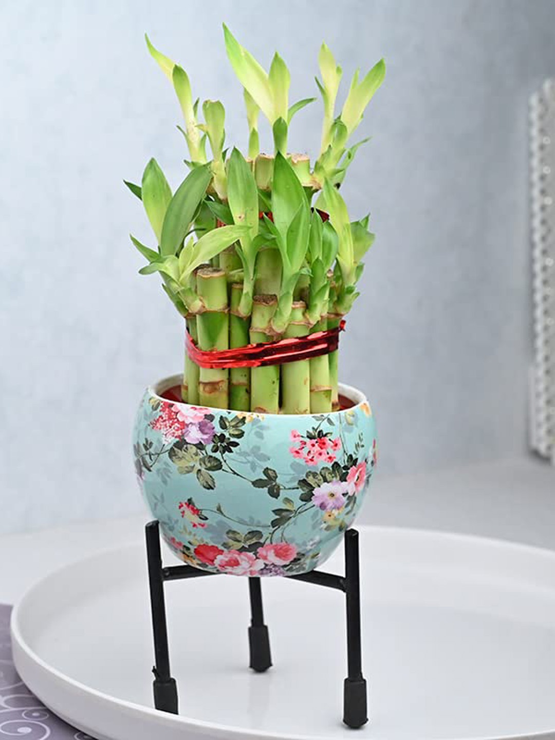 

Floweraura Green and Blue Indoor Bamboo Plant With Metal Pot