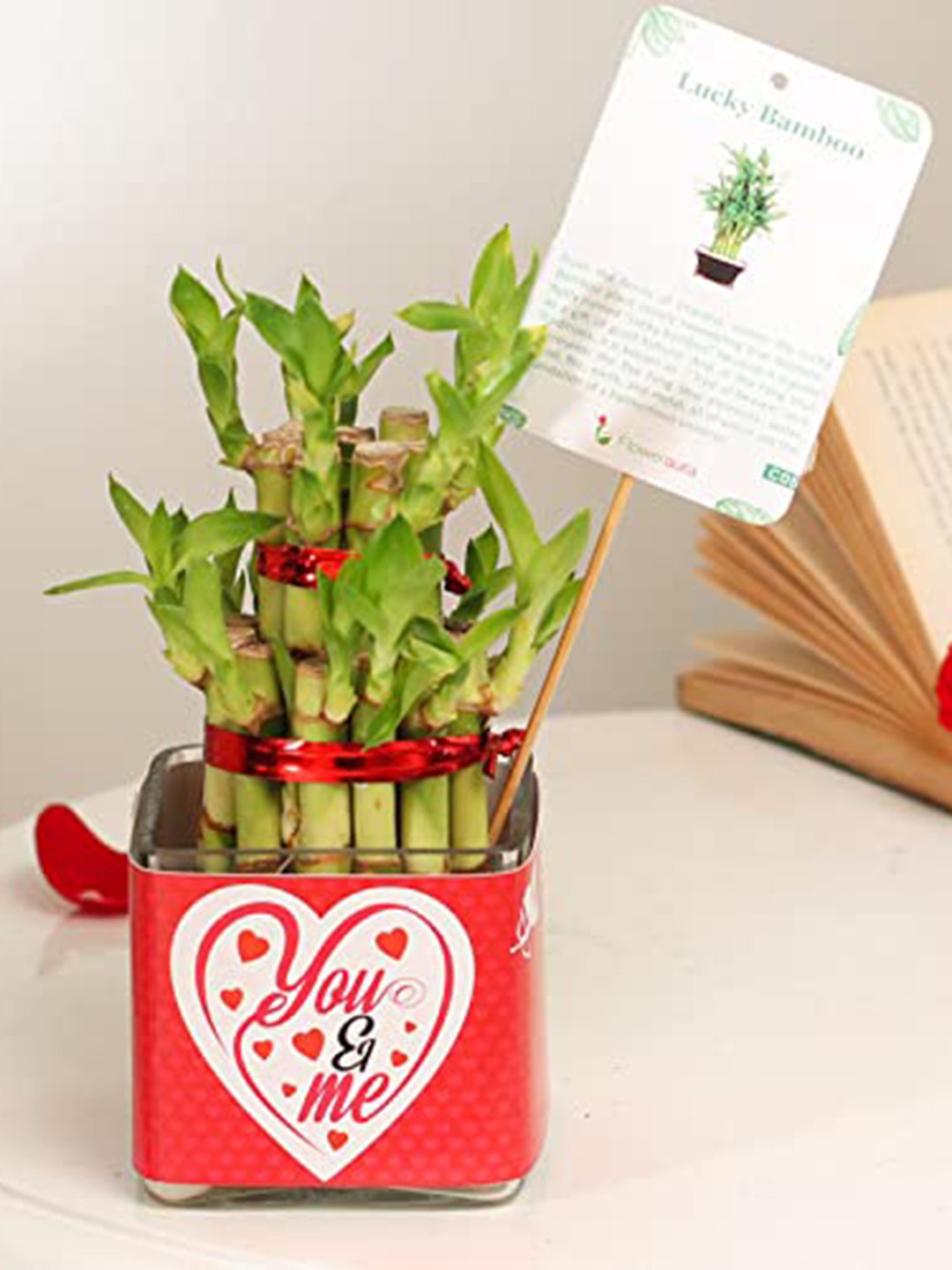 

Floweraura Green Decorative Air Purifying Two Layer Bamboo Plant & Clear Love Vase Pot