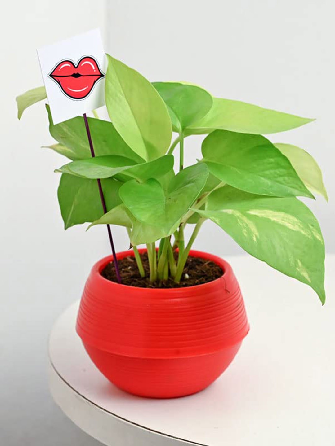 

Floweraura Green and Red Indoor Money Plant With Pot