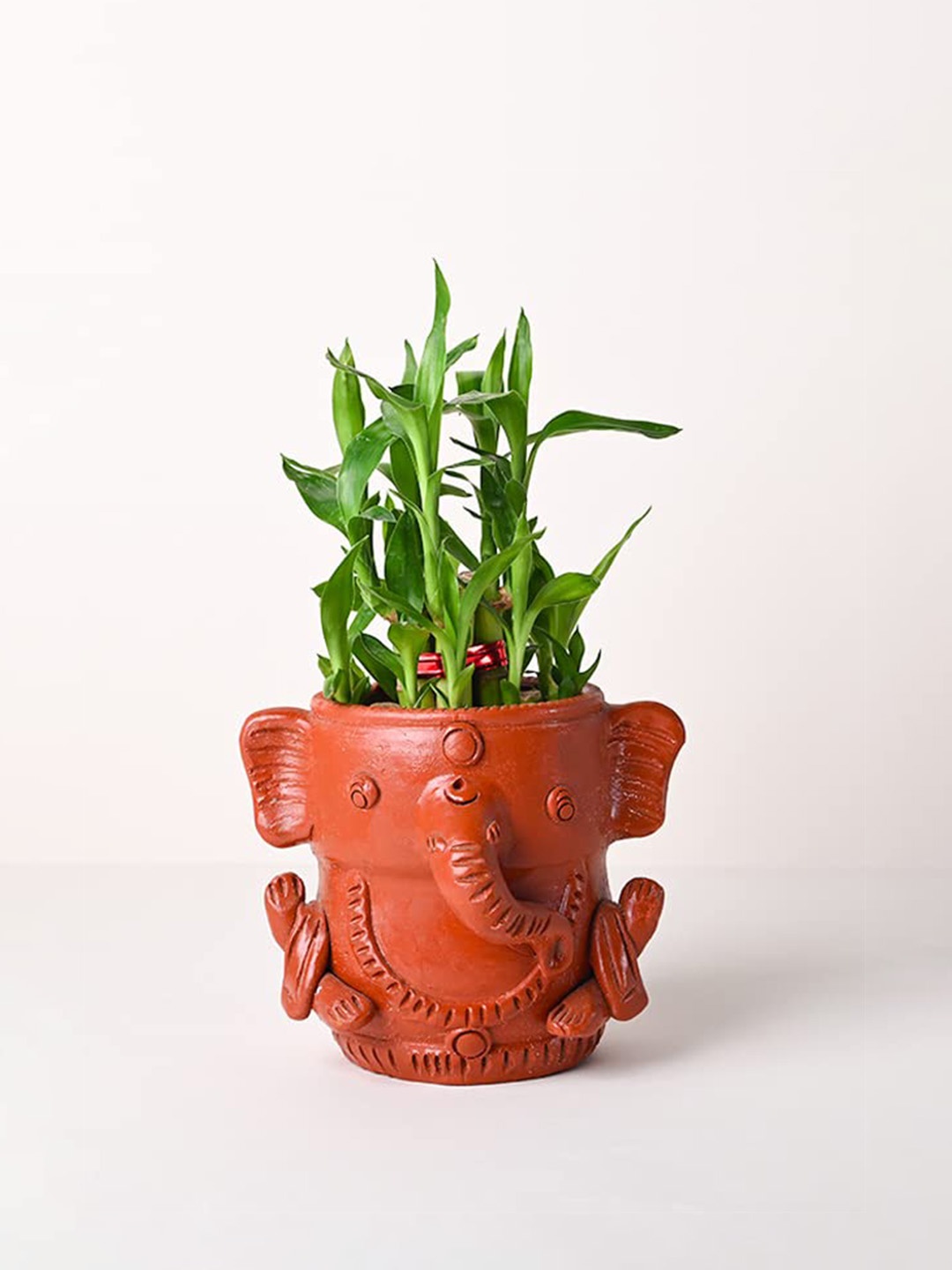 

Floweraura Green and Brown Indoor Bamboo Plant With Pot