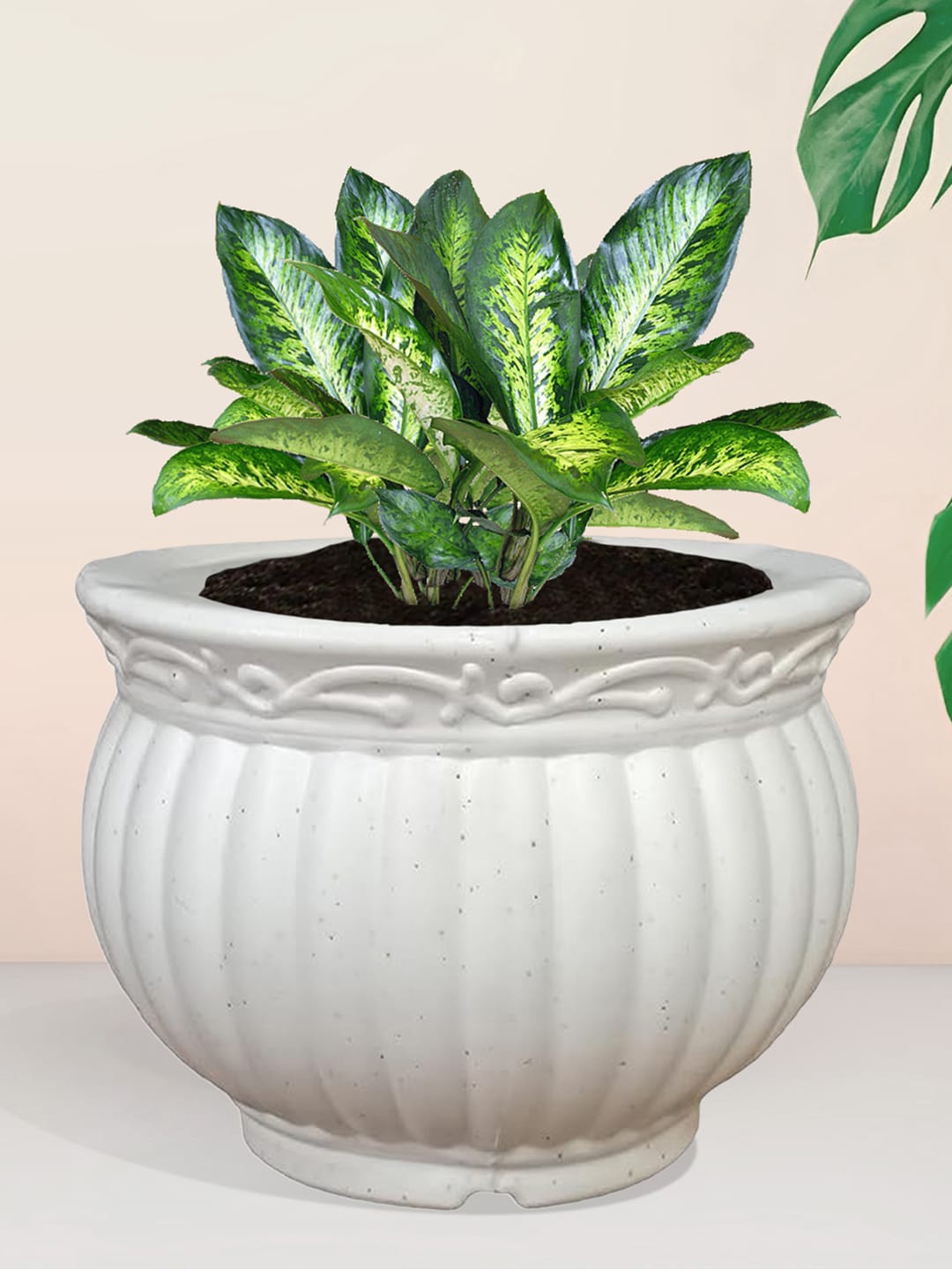 

Kuber Industries White 3 Pieces Indoor Planters