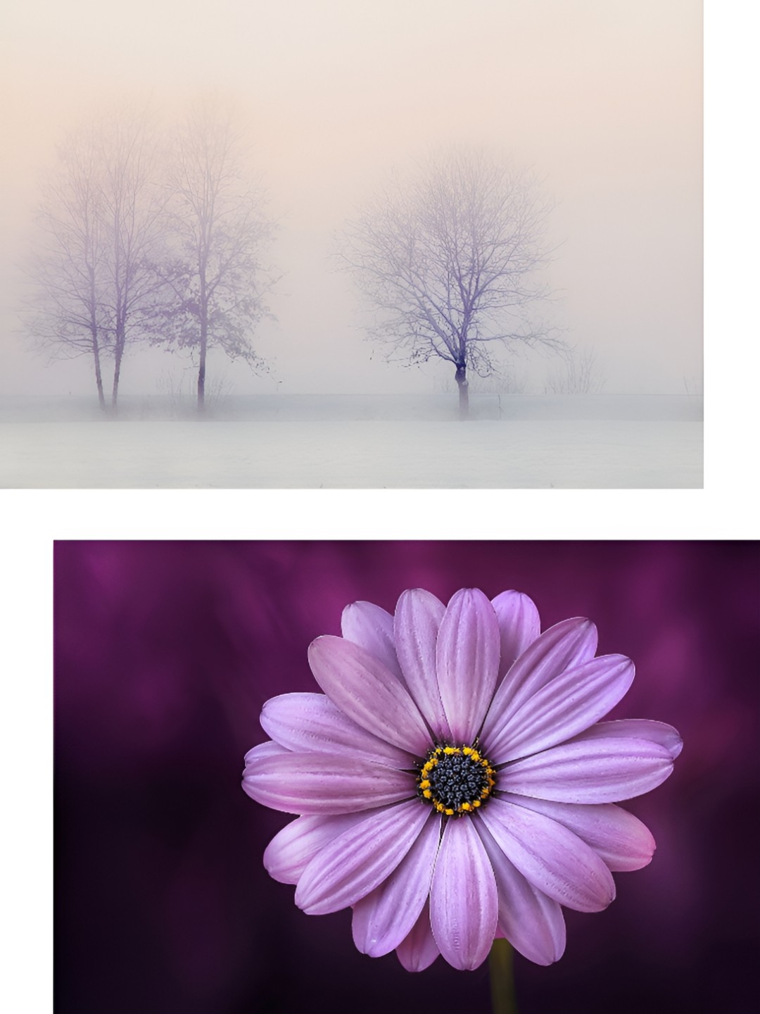 

Adventures India Purple & White 2 Pieces Wooden Floral Paintings Wall Art