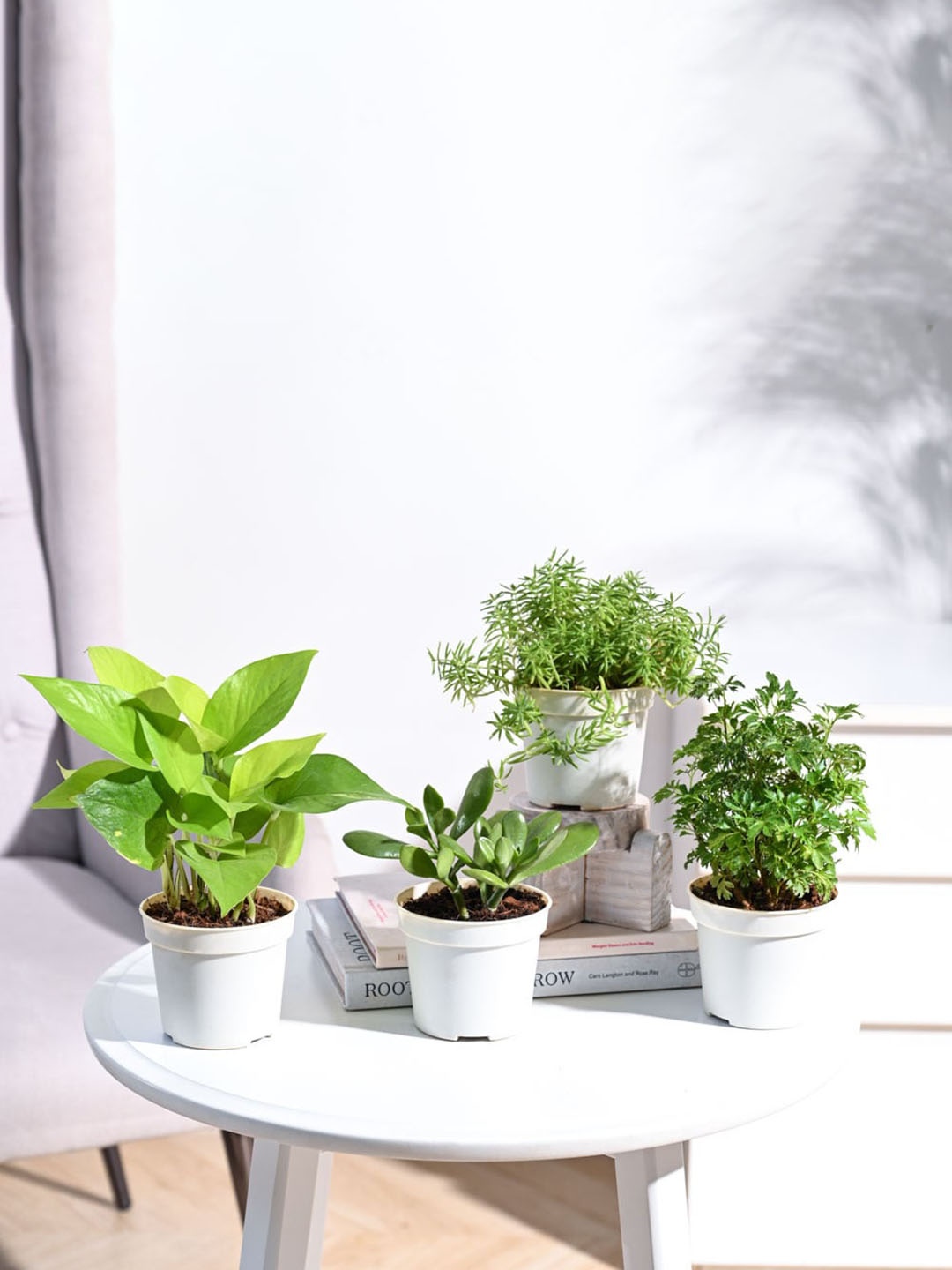 

UGAOO Green & White 4 Pieces Indoor Live Plants With Pot