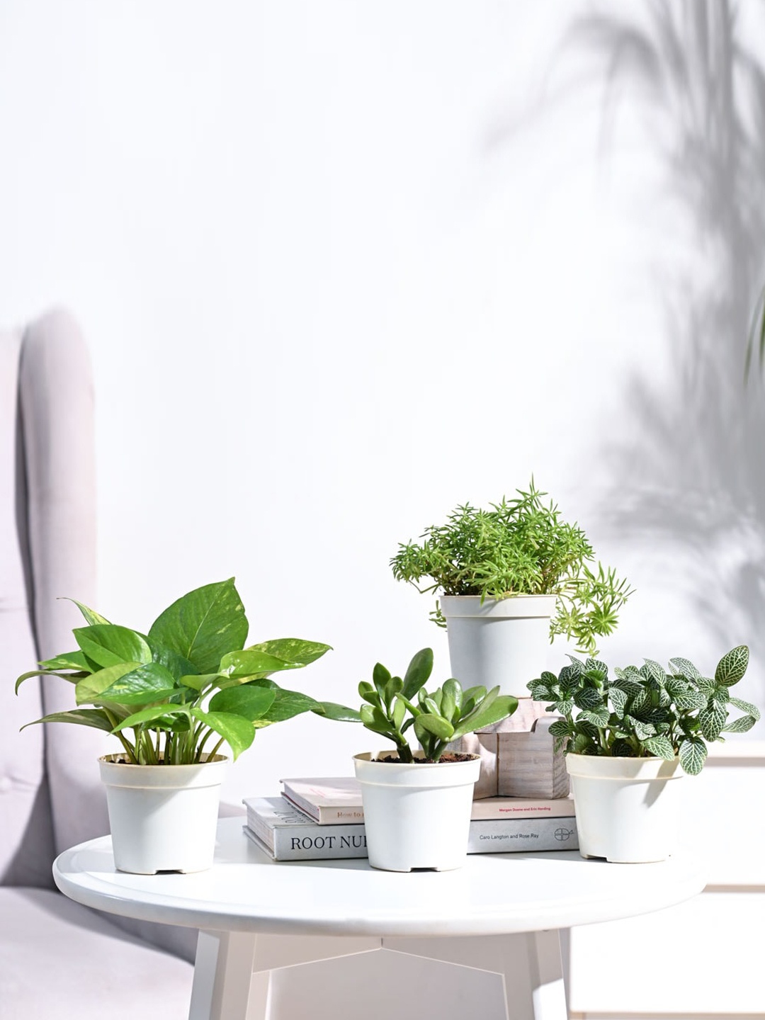 

UGAOO Green & White 4 Pieces Indoor Herbs Live Plants With Pot