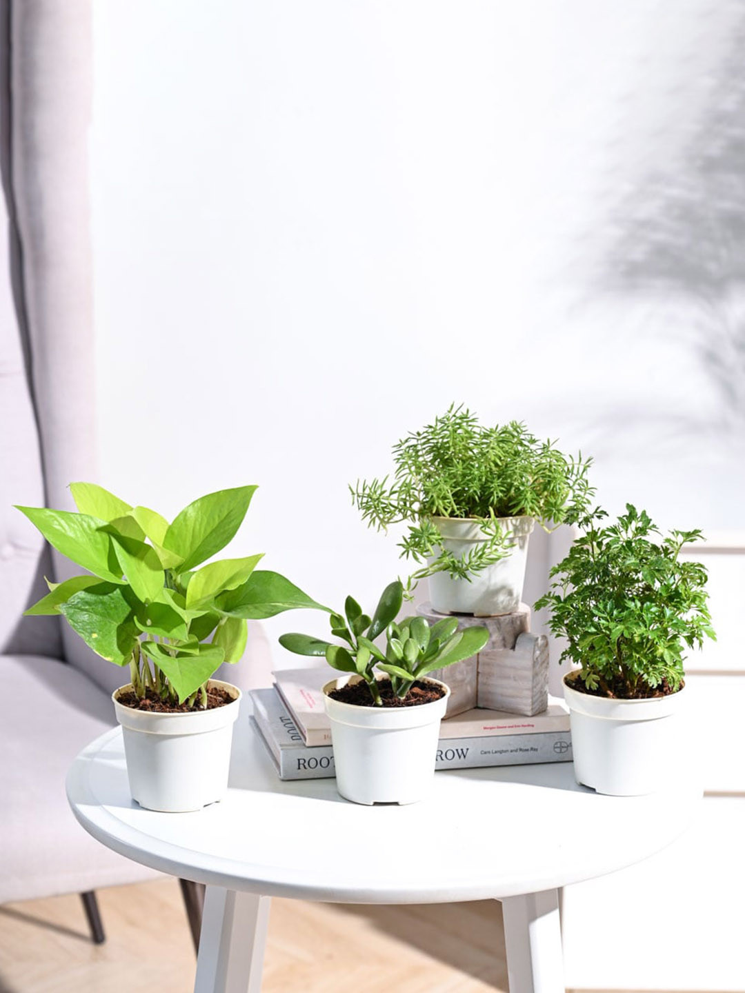 

UGAOO 4 Pcs Money Plant With Pot, Green