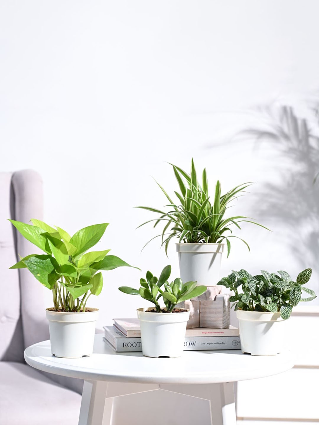 

UGAOO White & Green 4 Pieces Indoor Live Plants With Pot