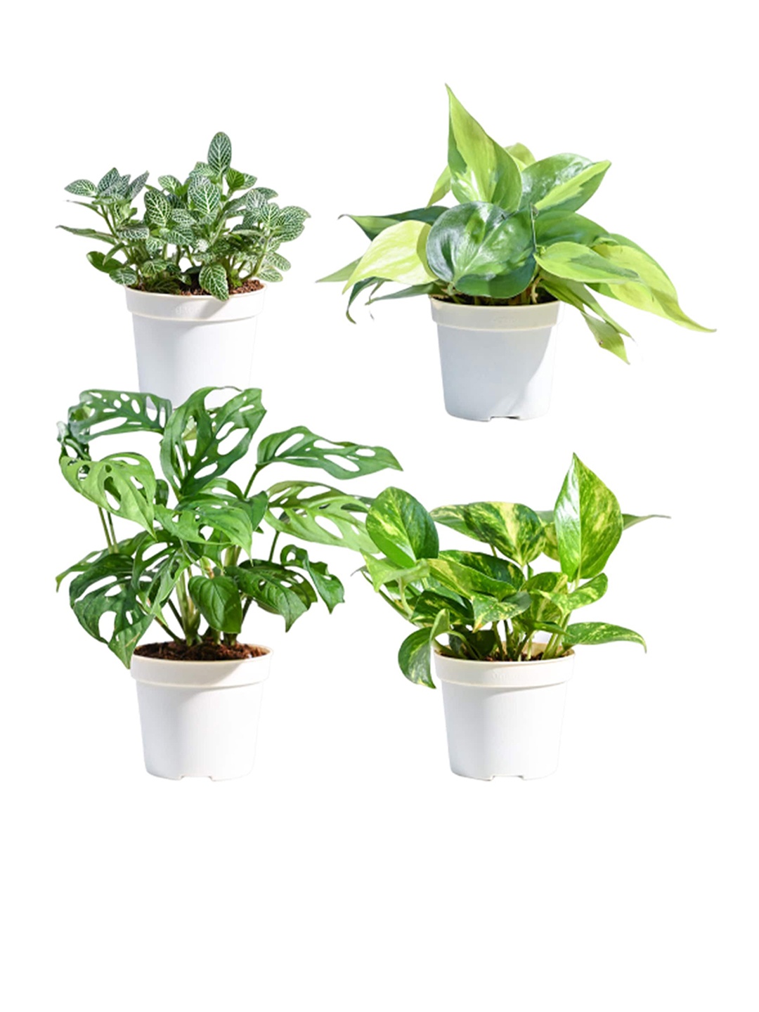 

UGAOO White & Green 4-Pcs Indoor Live Plants With Pot