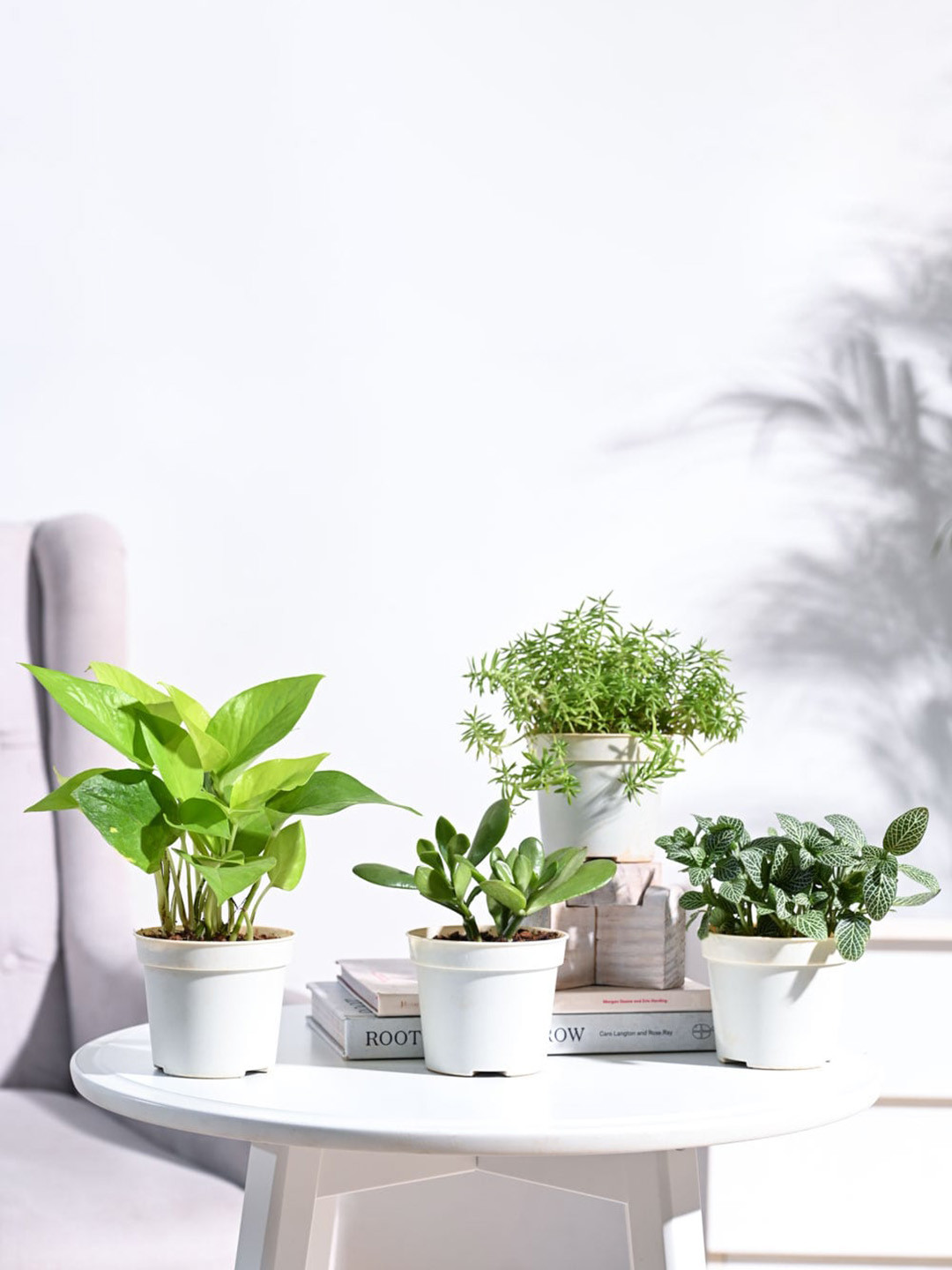 

UGAOO White & Green 4Pieces Money Plant, Fittonia Green, Sedum Golden Indoor Live Plants