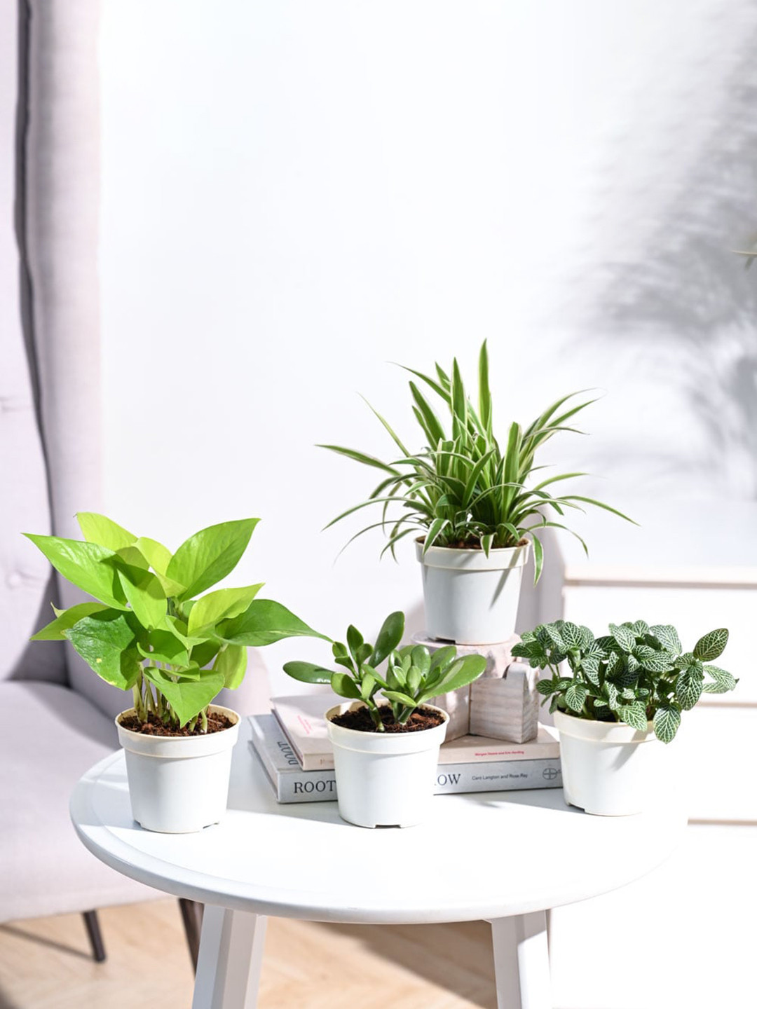 

UGAOO 4 Pieces Crassula Ovata,Golden Money Plant,Fittonia Green Indoor Live Plants