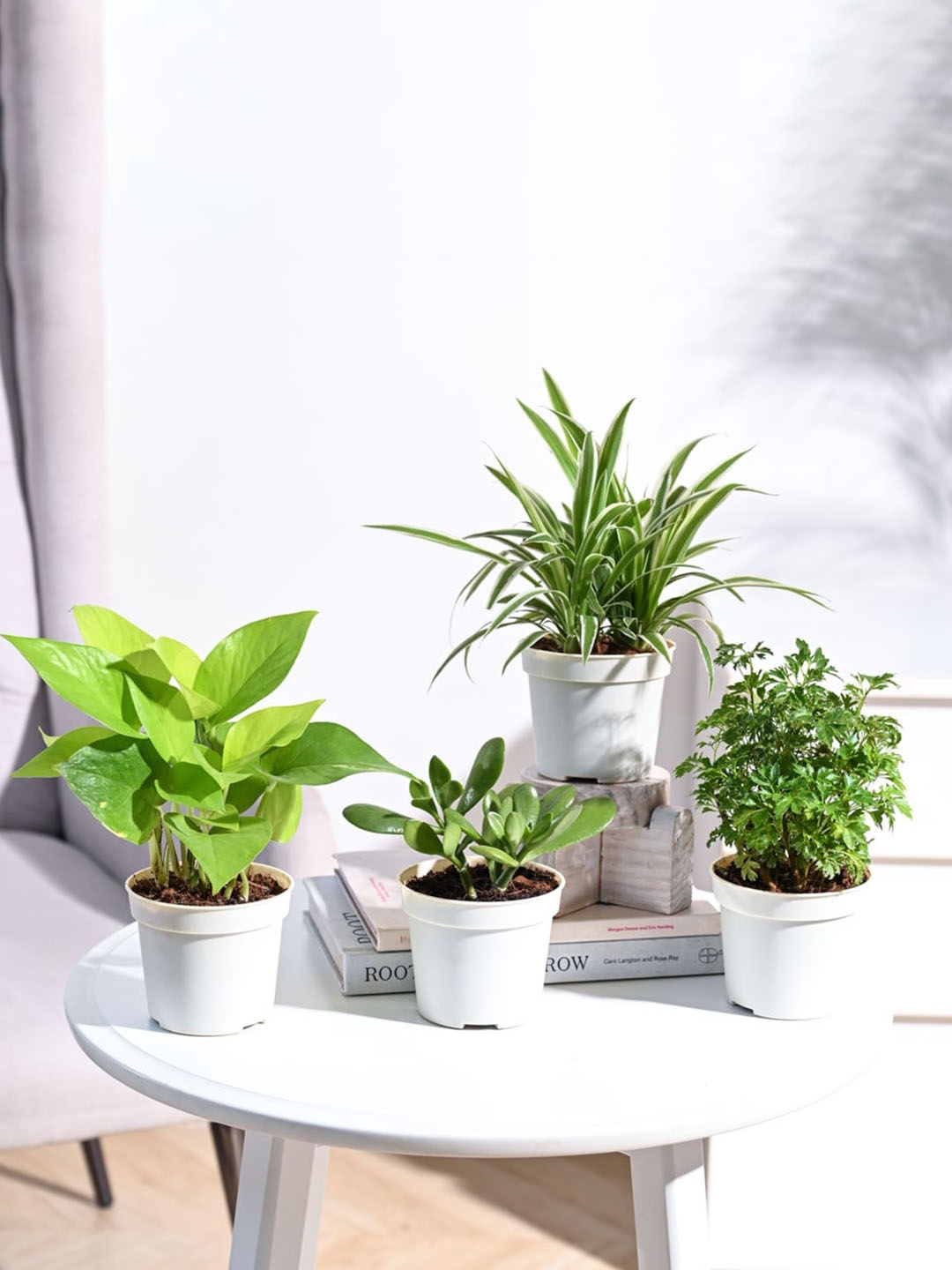 

UGAOO Green 4 Pcs Crassula Ovata, Money Plant, Spider, Aralia Indoor Live Plants & Pot, White