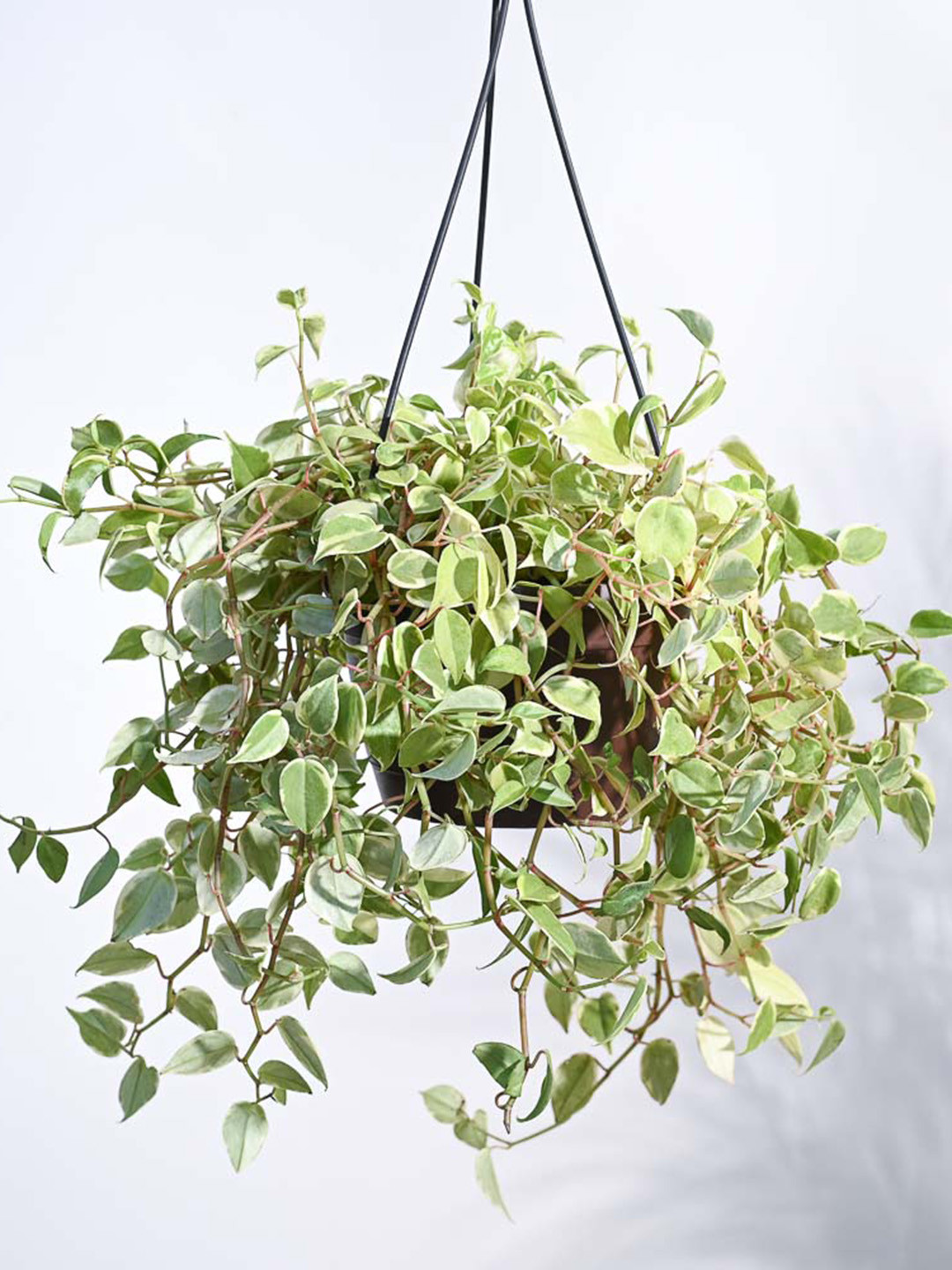 

UGAOO Peperomia Variegated Creeper Plant With Hanging Pot, Green