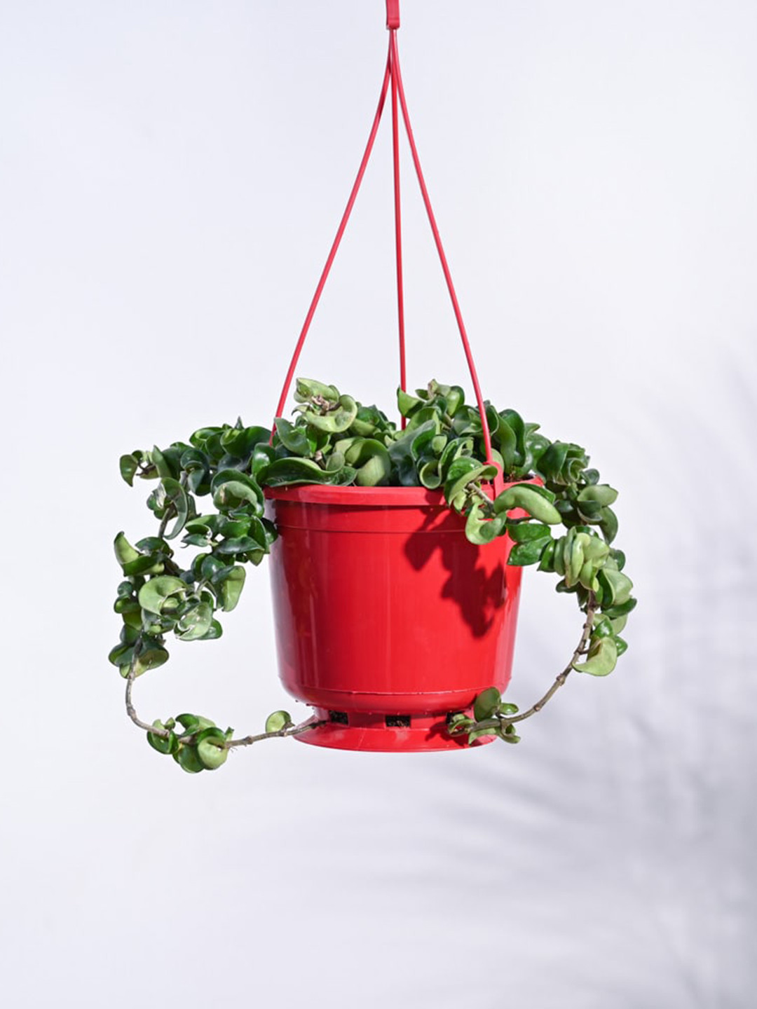 

UGAOO Twisted Hoya in Hanging Plant, Green