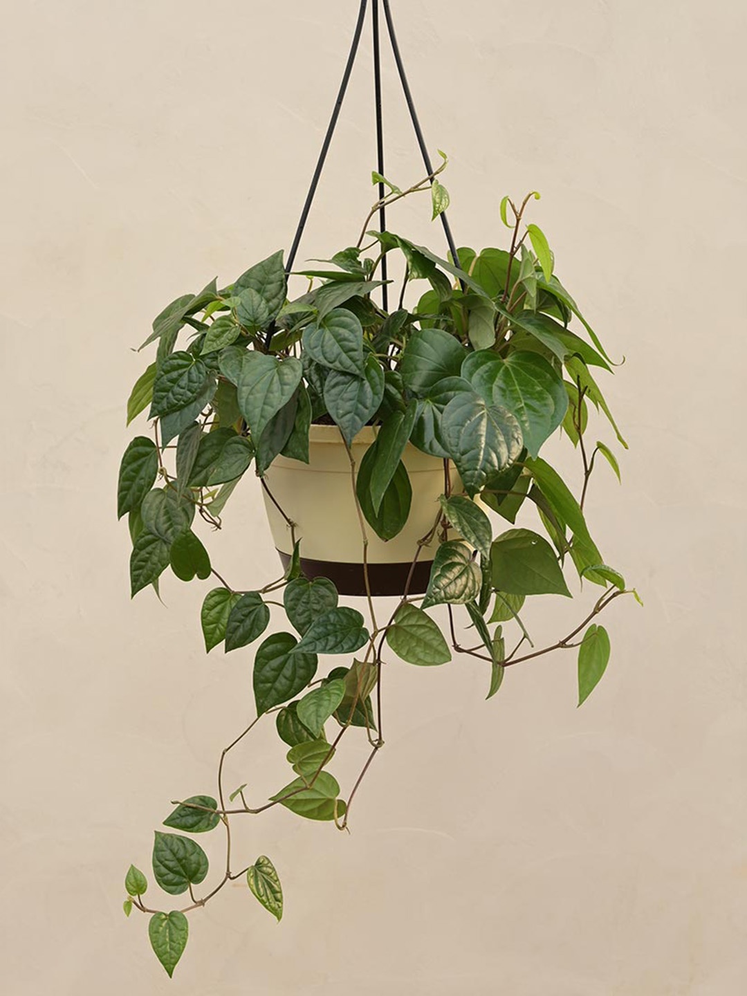 

UGAOO Betel Leaf Plant In Hanging Pot, Green