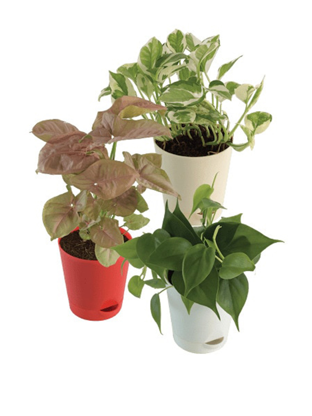 

UGAOO 3 Pieces White & Green Indoor Plant With Pot