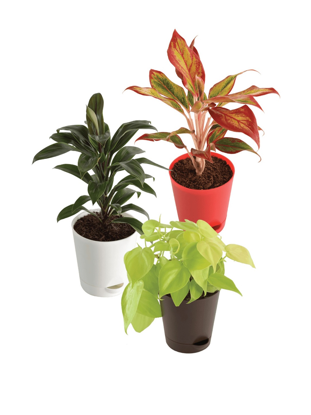 

UGAOO White & Green 3 Pieces Herbs Indoor Plants With Pot
