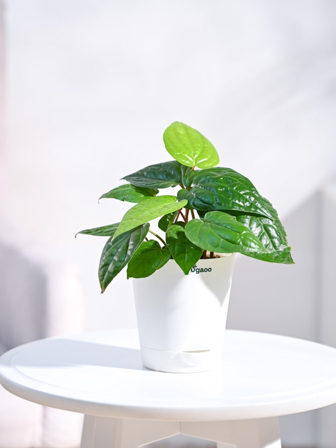 

UGAOO Green 4 Pcs Fittonia Crassula Philodendron Broken Heart & Betel Leaf Live Plants